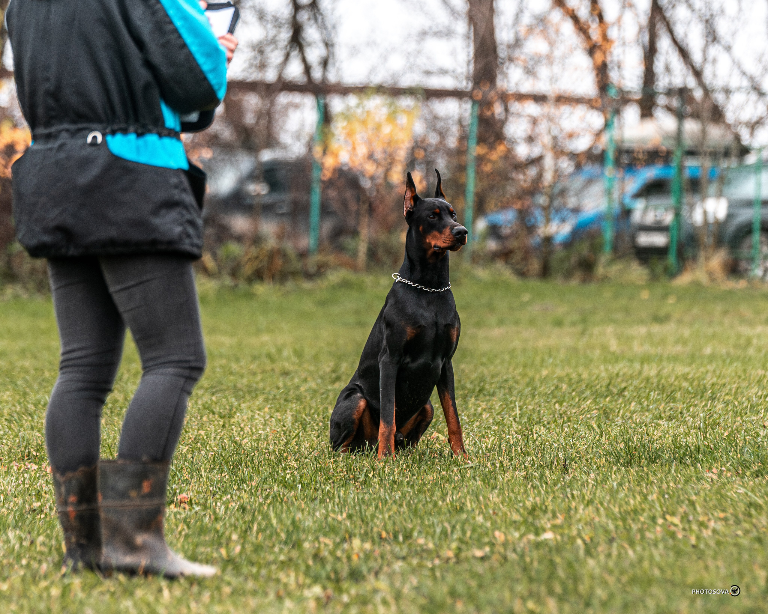 МЫ — КОМАНДА (соревнования) OKD, BH, IBGH, IGP. Фотограф-анималист, семейный фотограф в Москве и Подмосковье. Фотосъёмка кинологических дисциплин