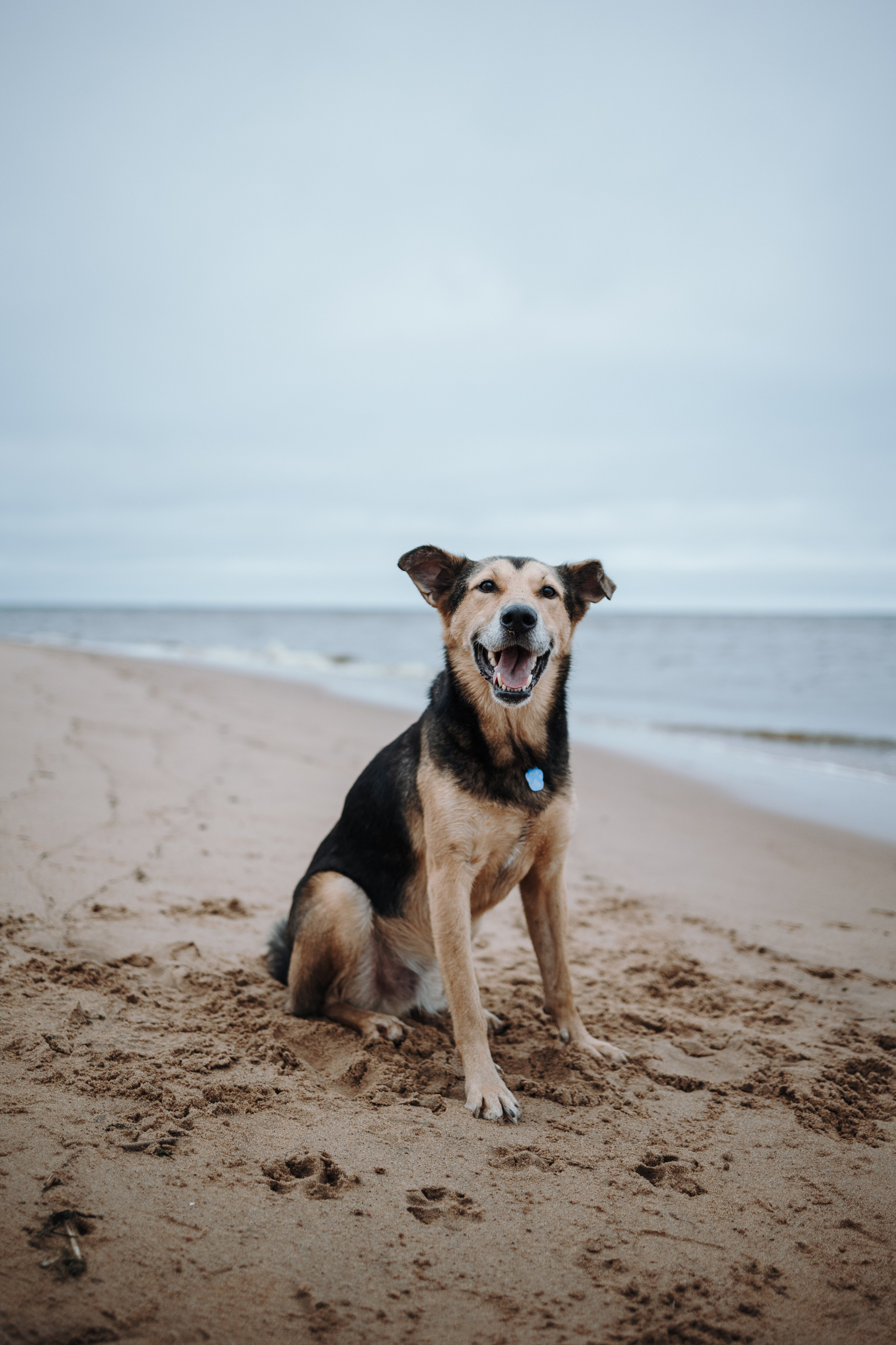 Наталья и Того. Фотограф — Анималист | Санкт-Петербург