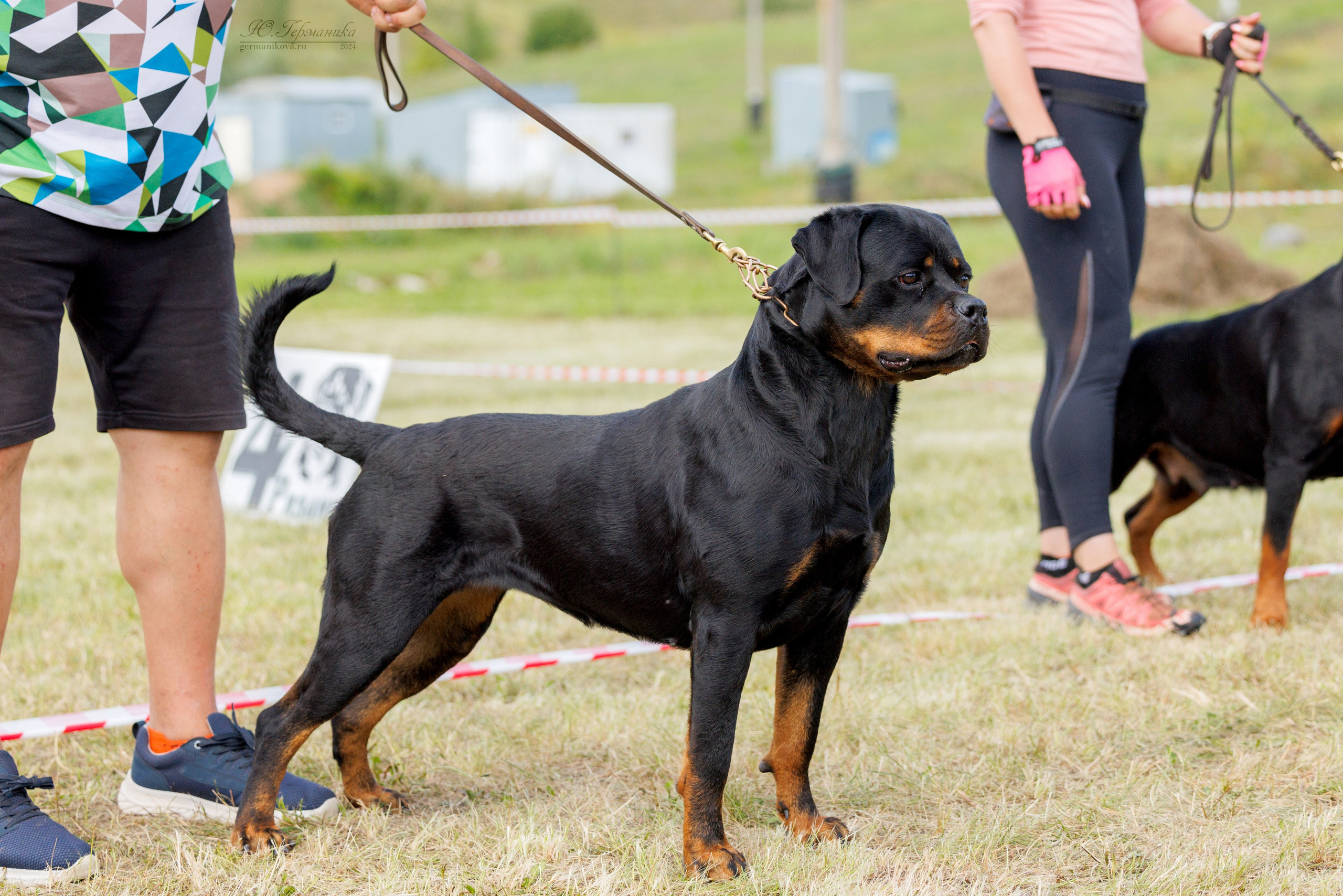 Рязань-Ховрино 10-11.08.2024 3хмоно ротвейлеров. Фотограф-анималист Юлия Германика