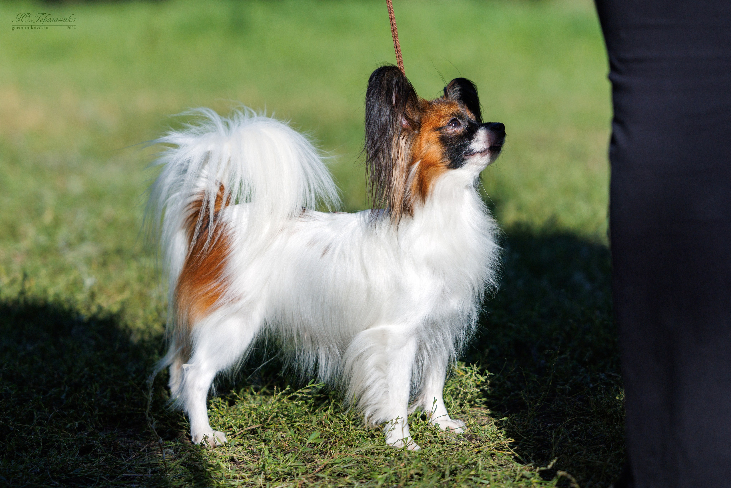 Астана 2хCACIB 17-18.08.2024. Фотограф-анималист Юлия Германика