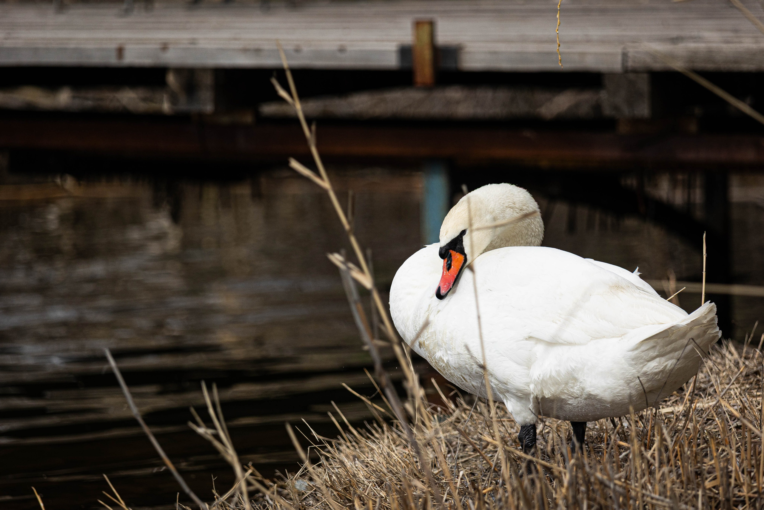 Парк Малинки 2026. Фотограф-АниМалист Анна Абрамова