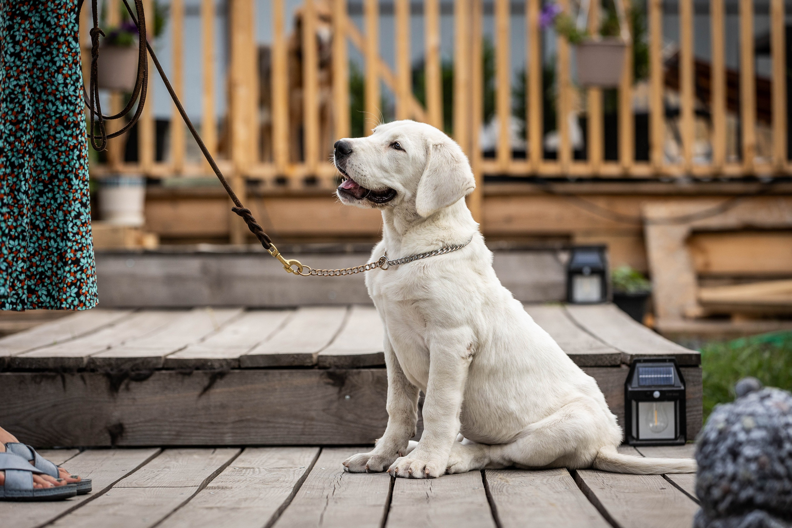 Иншала и Сирена. Фотограф-АниМалист Анна Абрамова