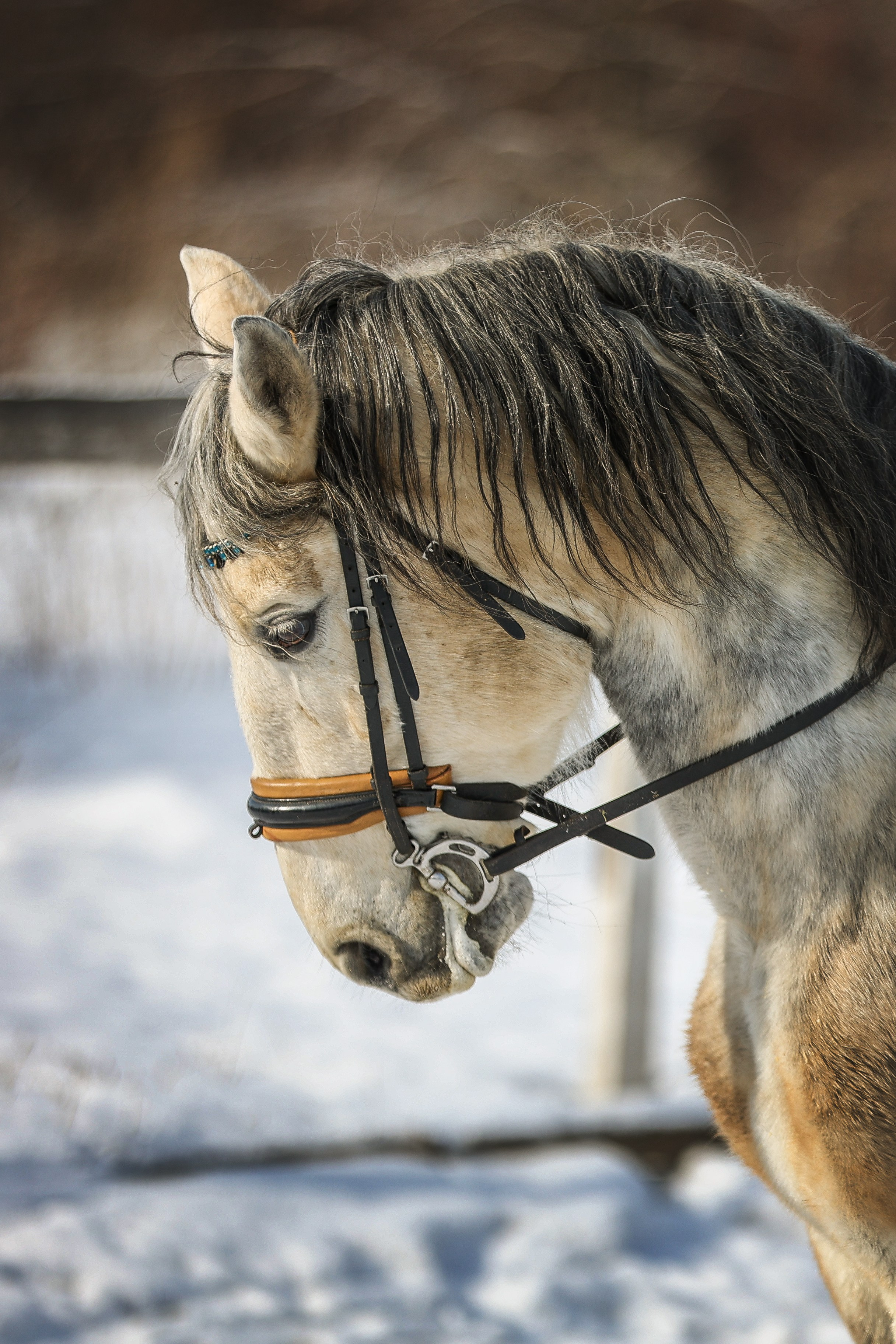 ЛОШАДИ. Фотограф-АниМалист Анна Абрамова