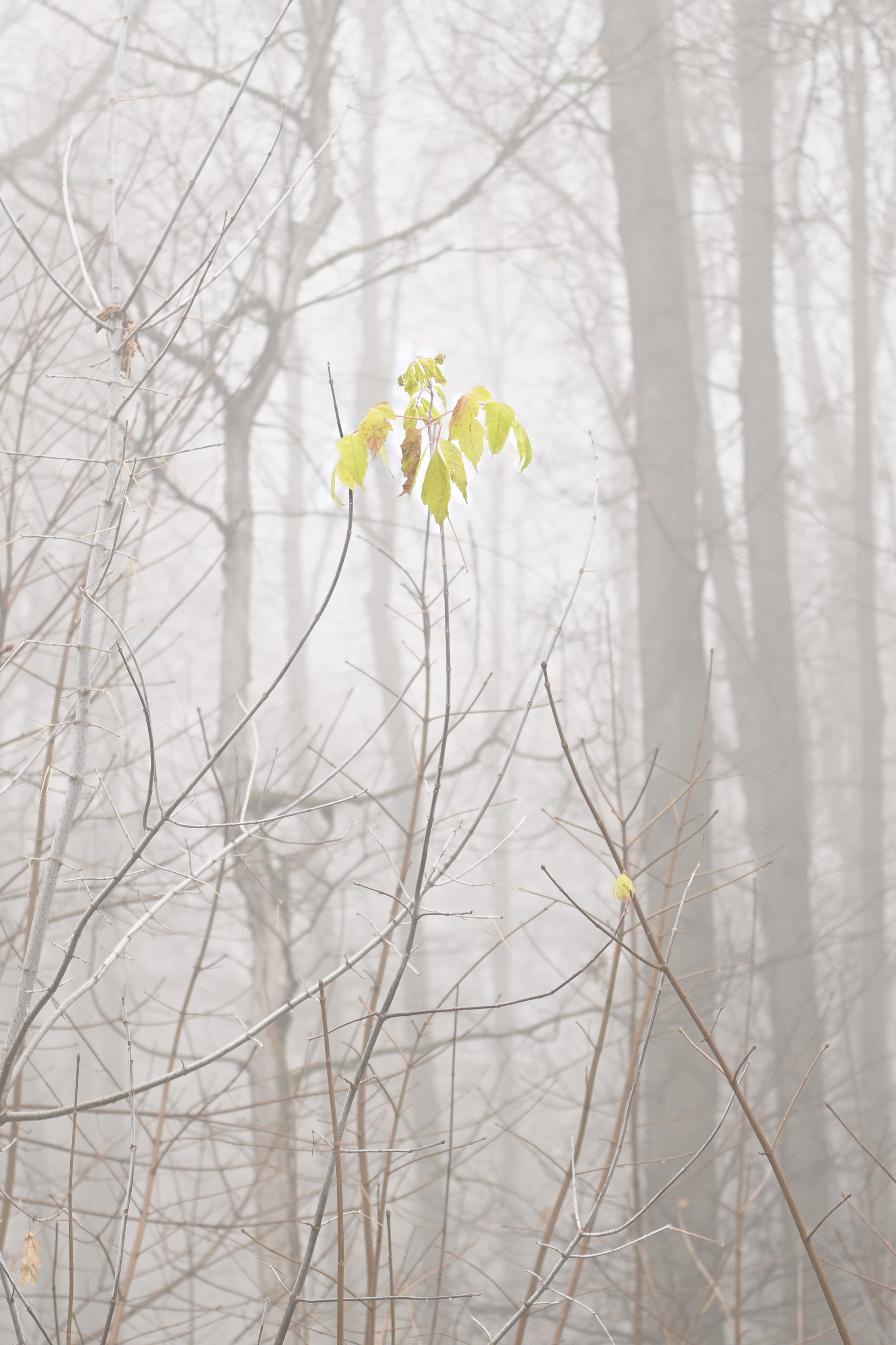 ТУМАН. Детский и семейный фотограф в Москве Ульяна Федорова