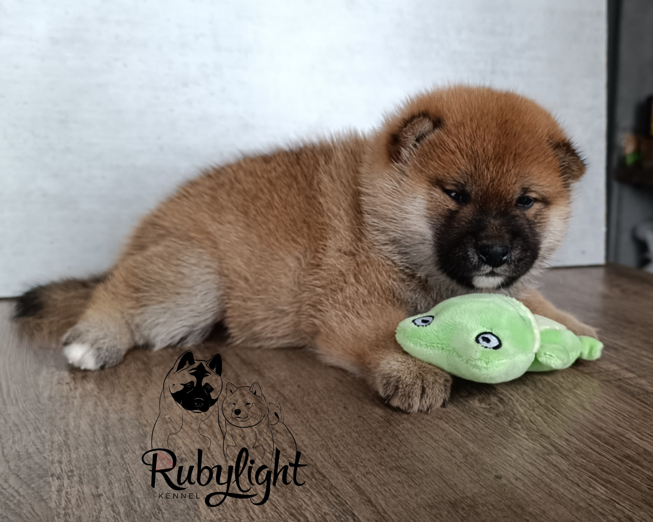 Сиба Rubylight Ellis питомник Рубилайт 