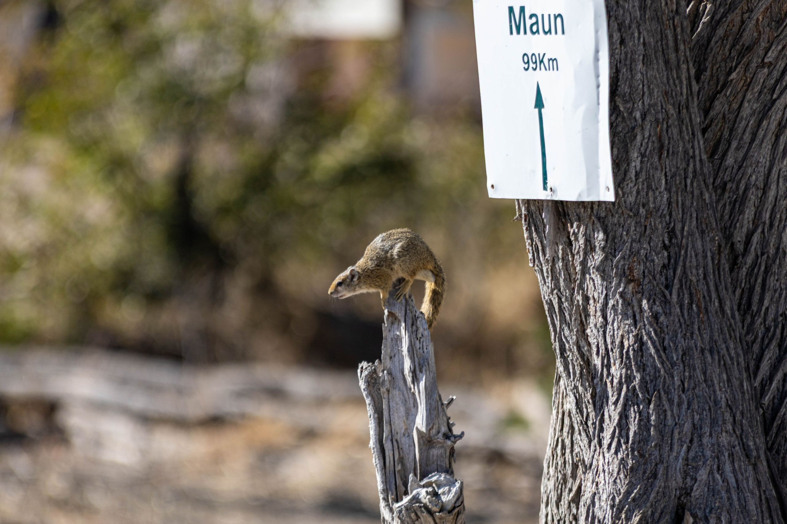 Южная Африка. B612