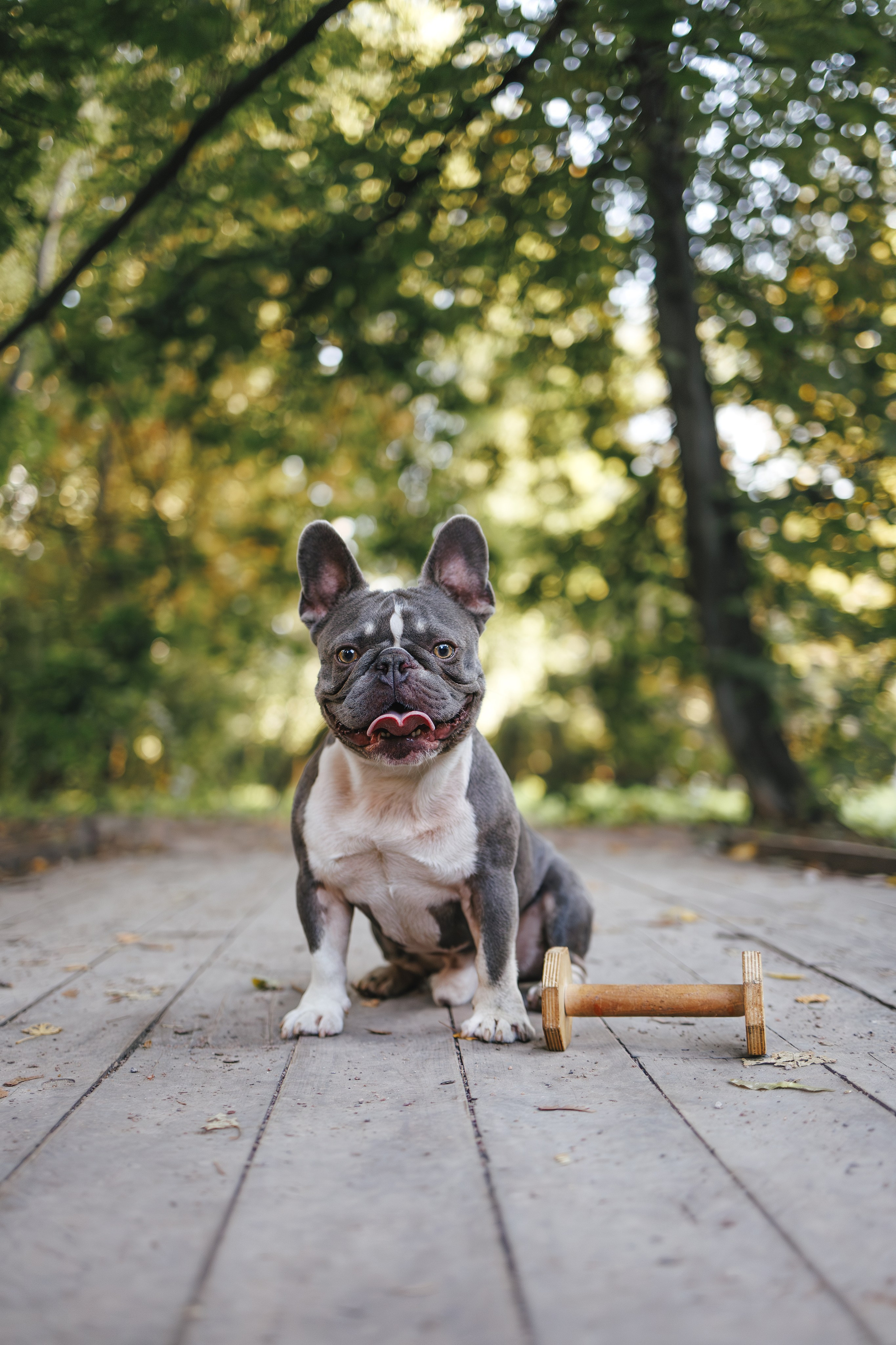 Французский Бульдог в Воронцовском парке (в обработке). Фотограф Анималист в Москве Анастасия Жучкова