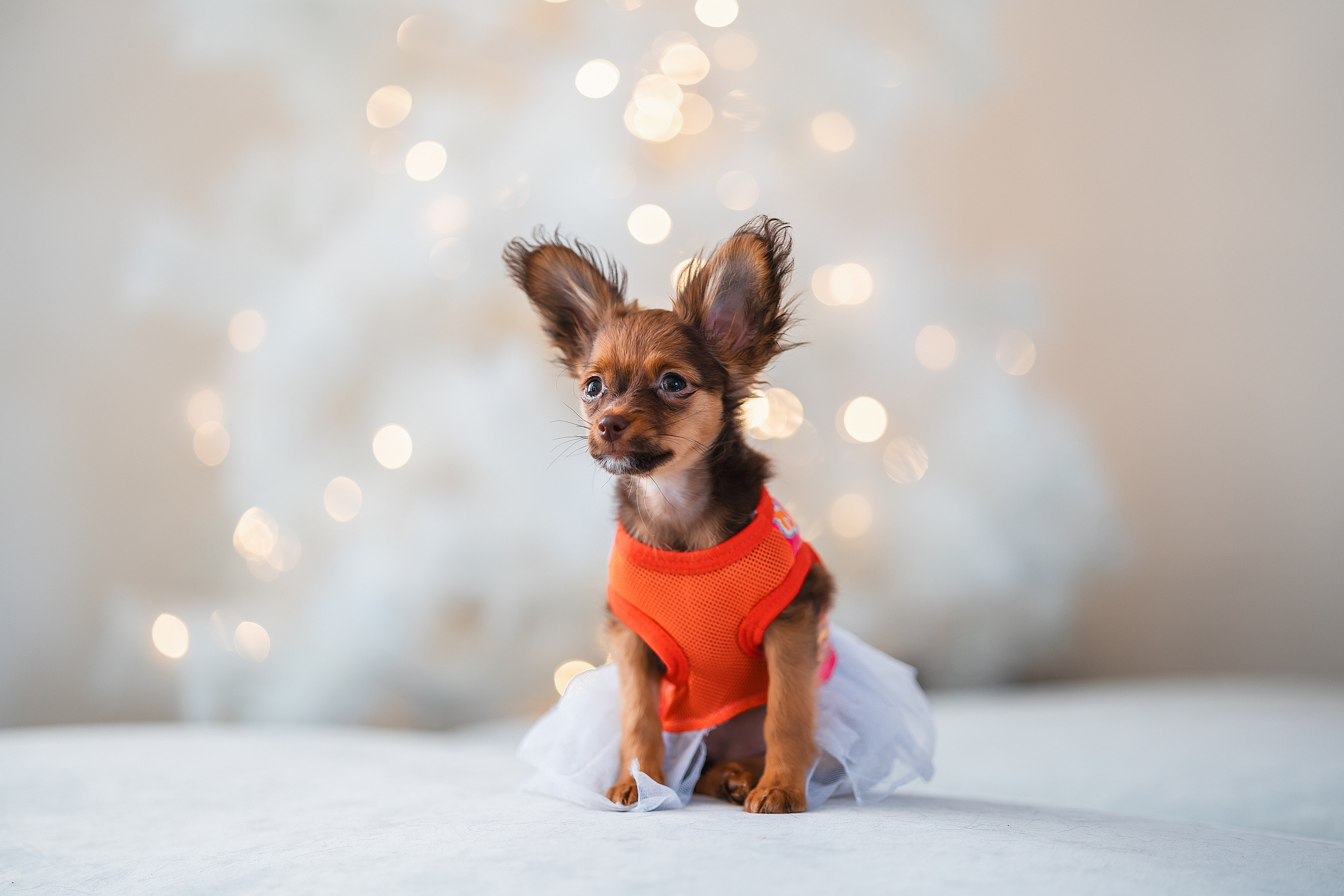 Малыши Той Терьер. Фотограф Анималист в Москве Анастасия Жучкова