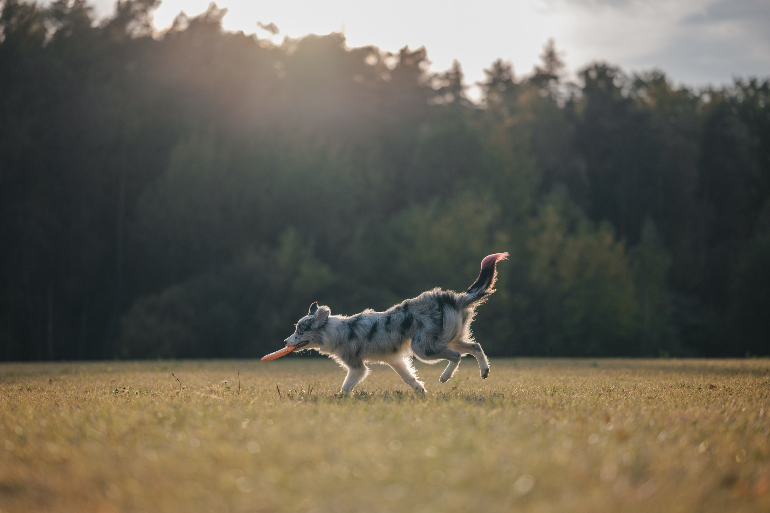 Бордерколли и фрисби. Фотограф Анималист в Москве Анастасия Жучкова