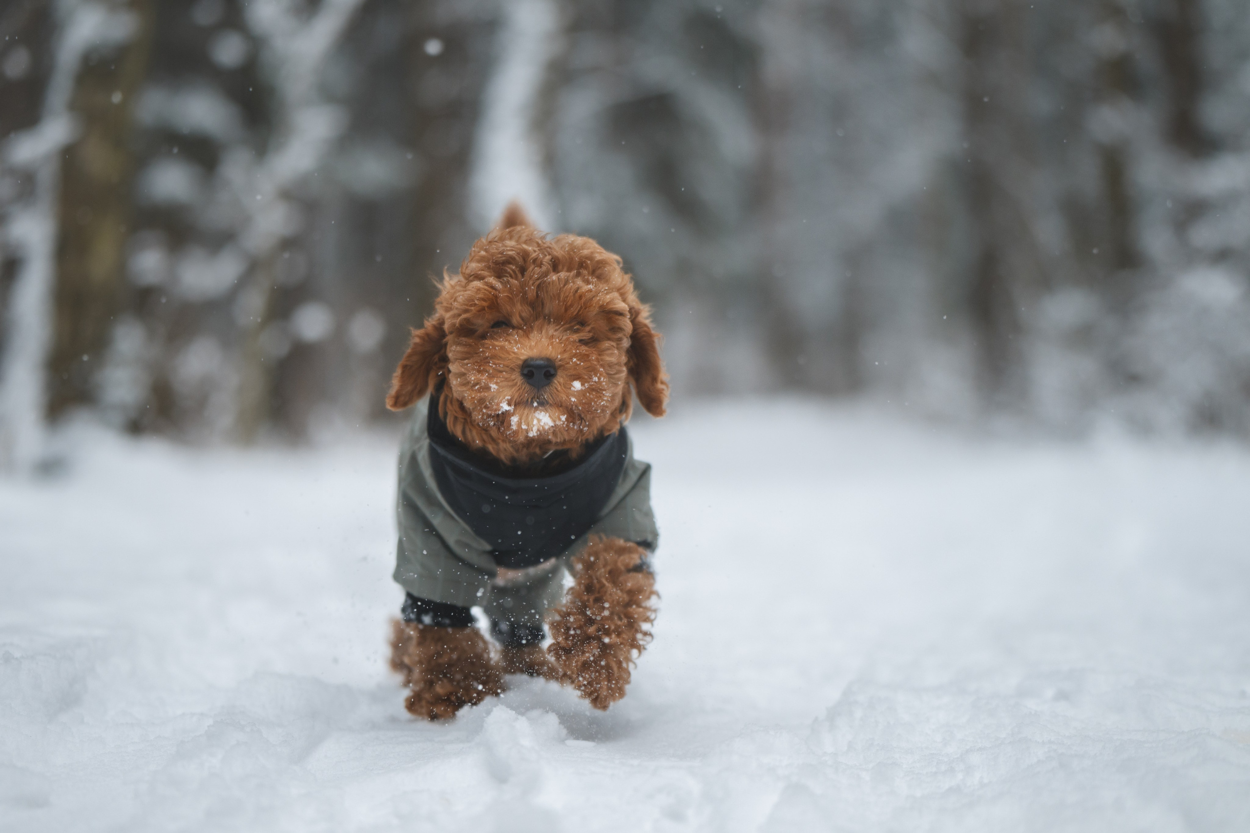Щенок пуделя. Фотограф Анималист в Москве Анастасия Жучкова