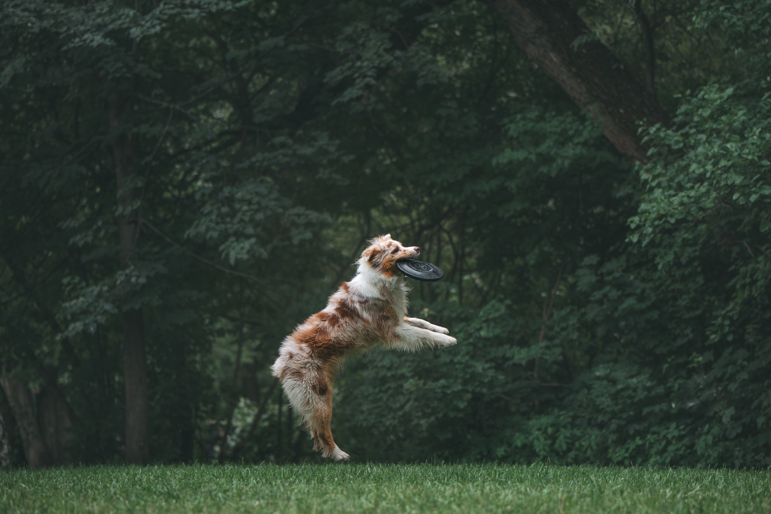 Аусси. Фотограф Анималист в Москве Анастасия Жучкова