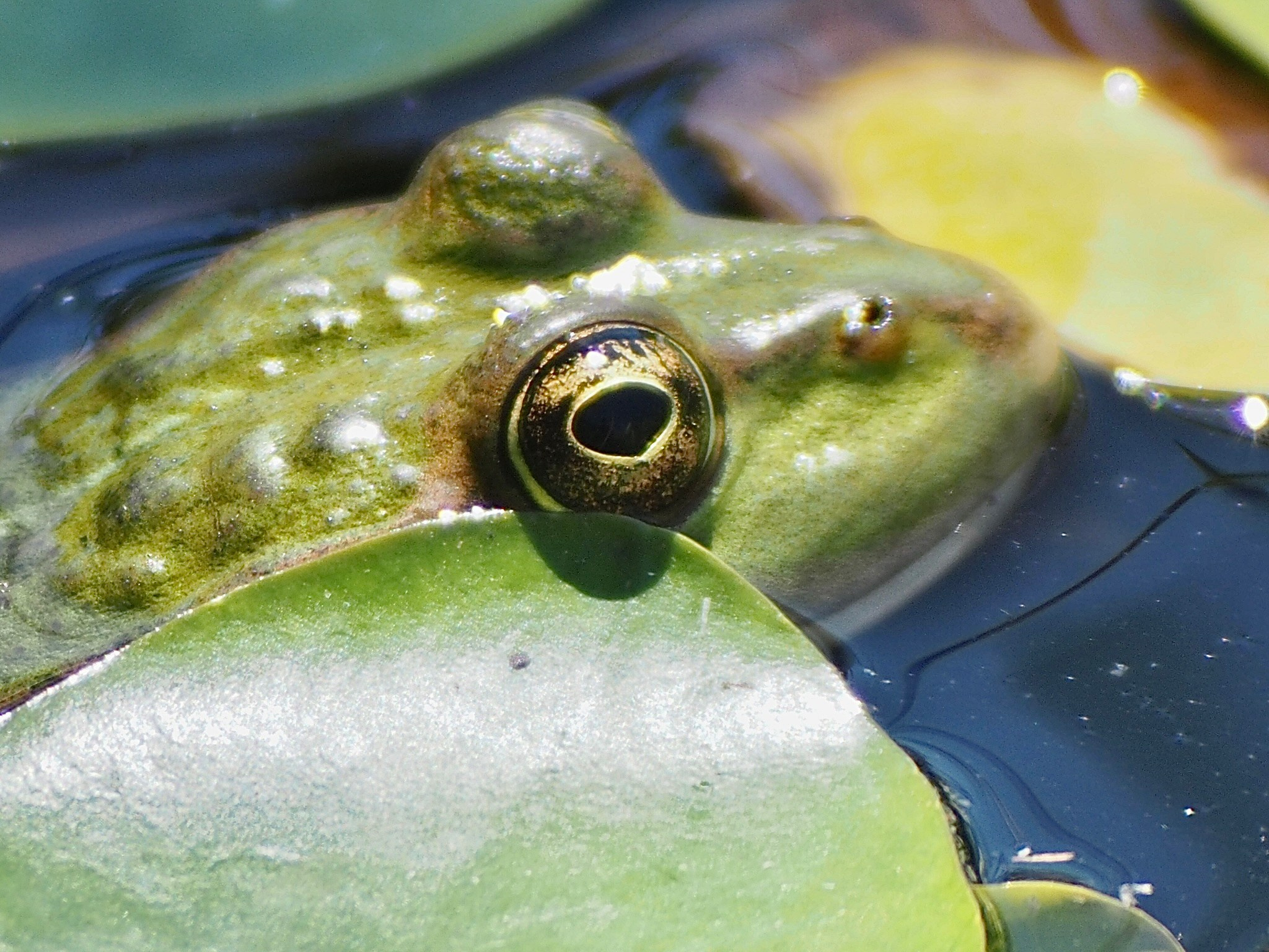 Макро любовь. Смотри, красота!