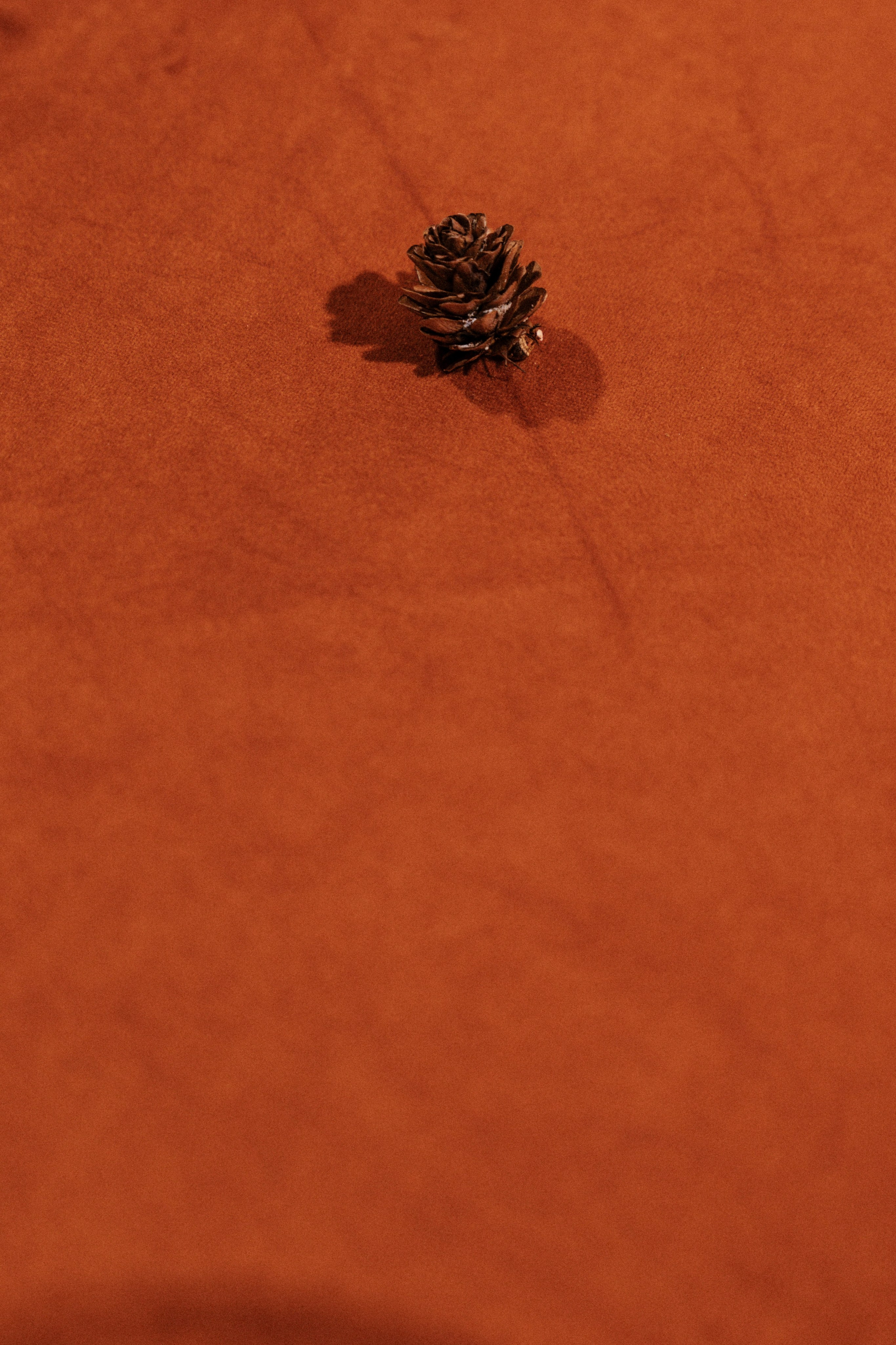 МЕДЬ ЗАПАДА | 19.12.2025 | г. Москва, Согласие Холл. МашаШарики | Декоратор | Москва