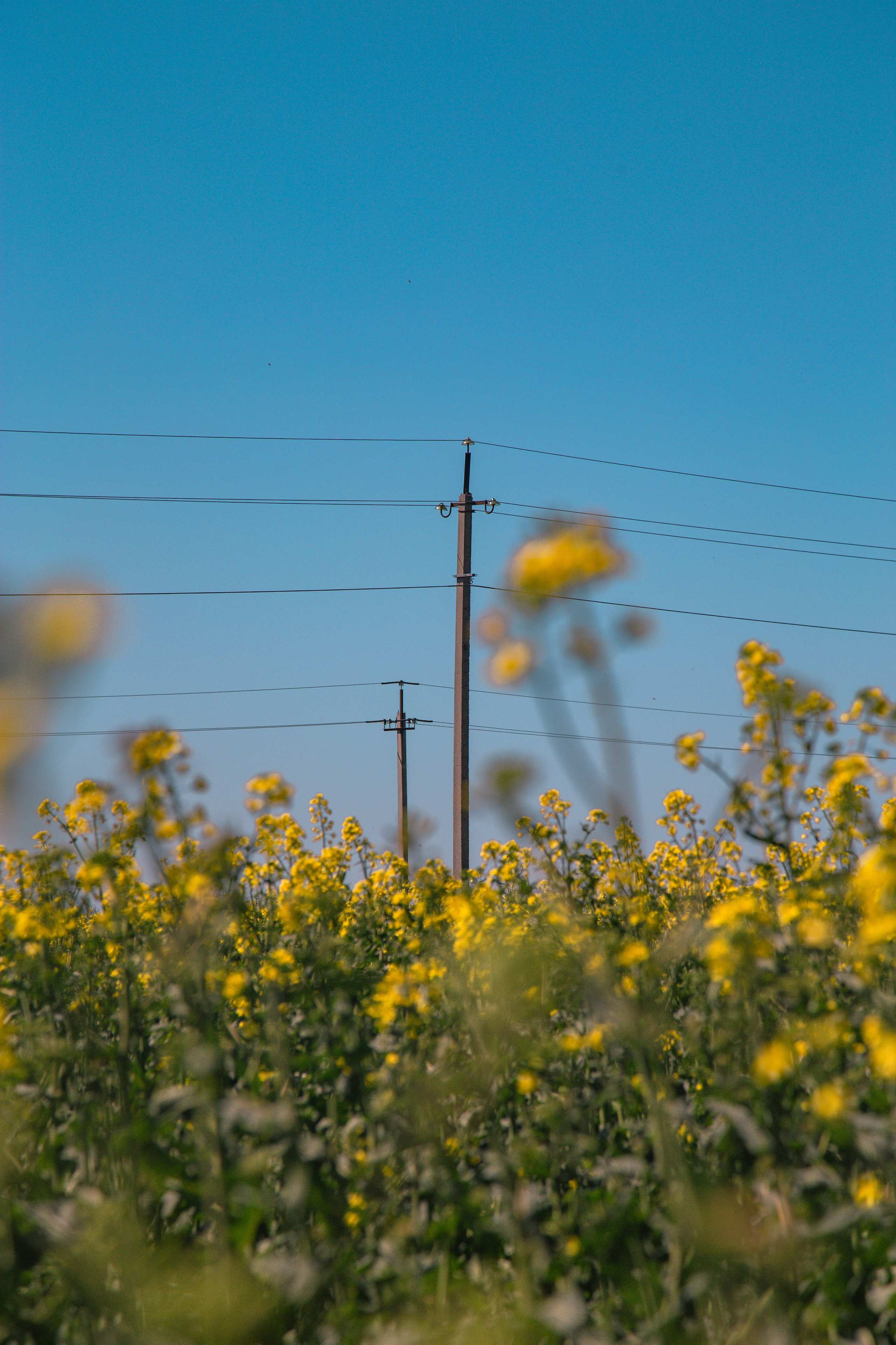 Рапсовые поля. Dmitriy [KCCC] is a pretty cool photographer
