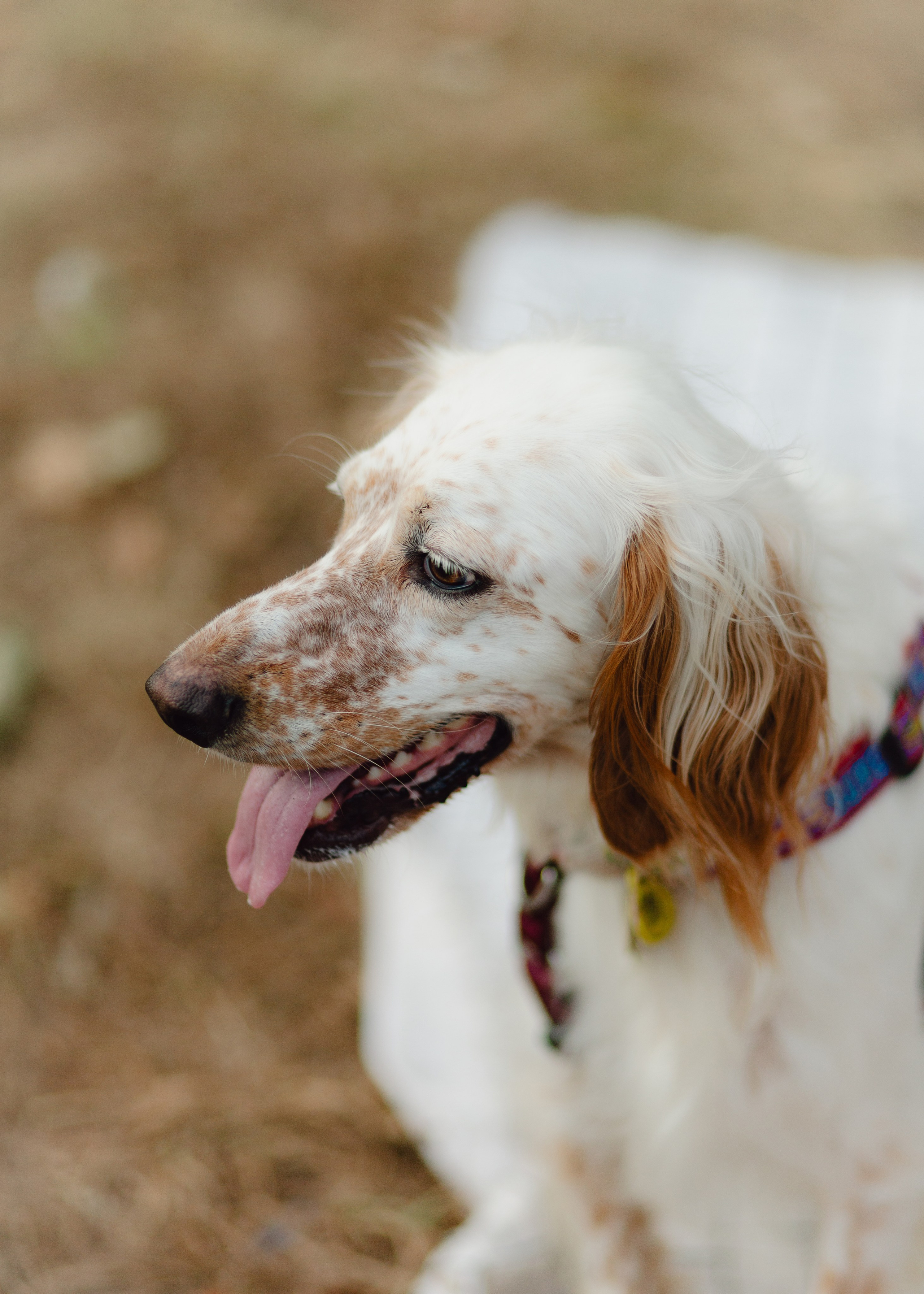 Pauline & Her Beloved Mañana. Barbara Isaeva