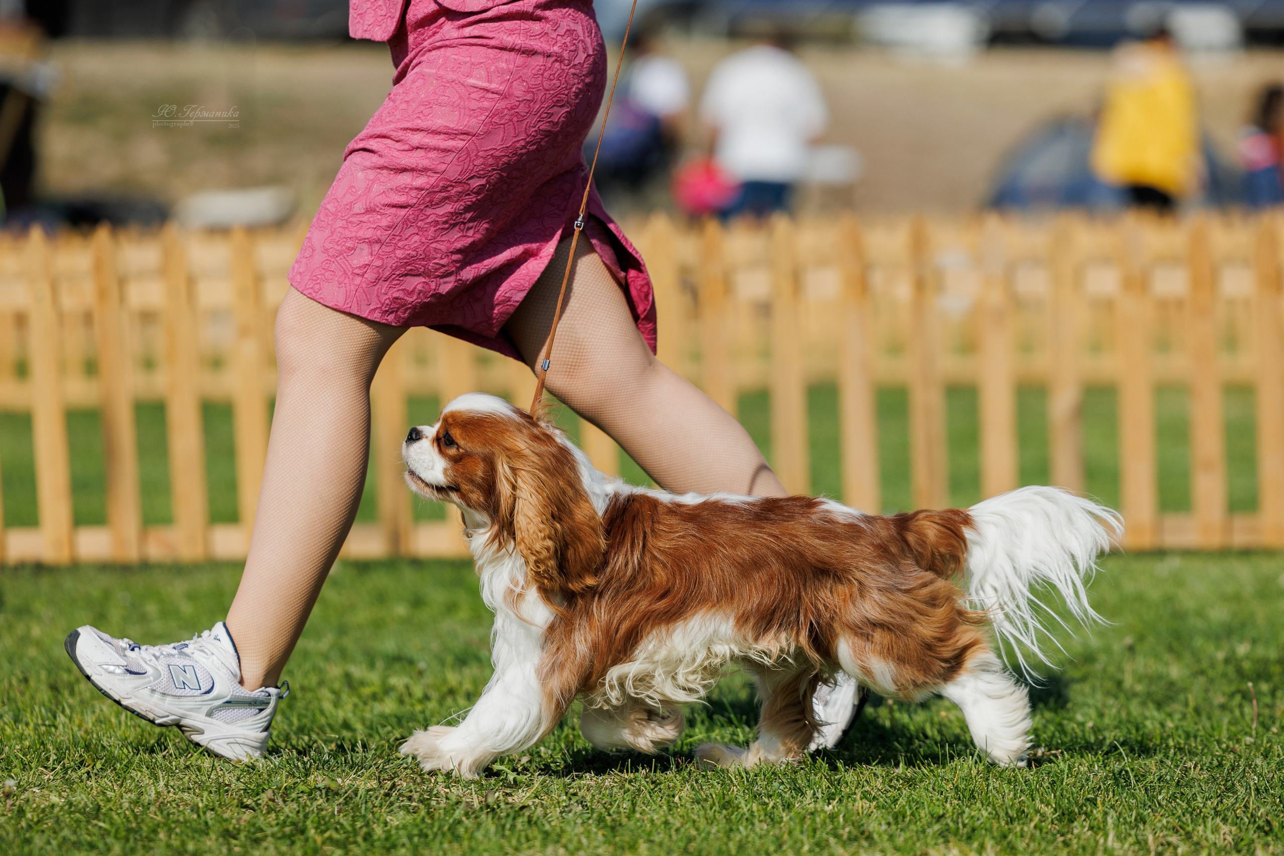 Ереван 14-16.10.2025. Фотограф-анималист Юлия Германика