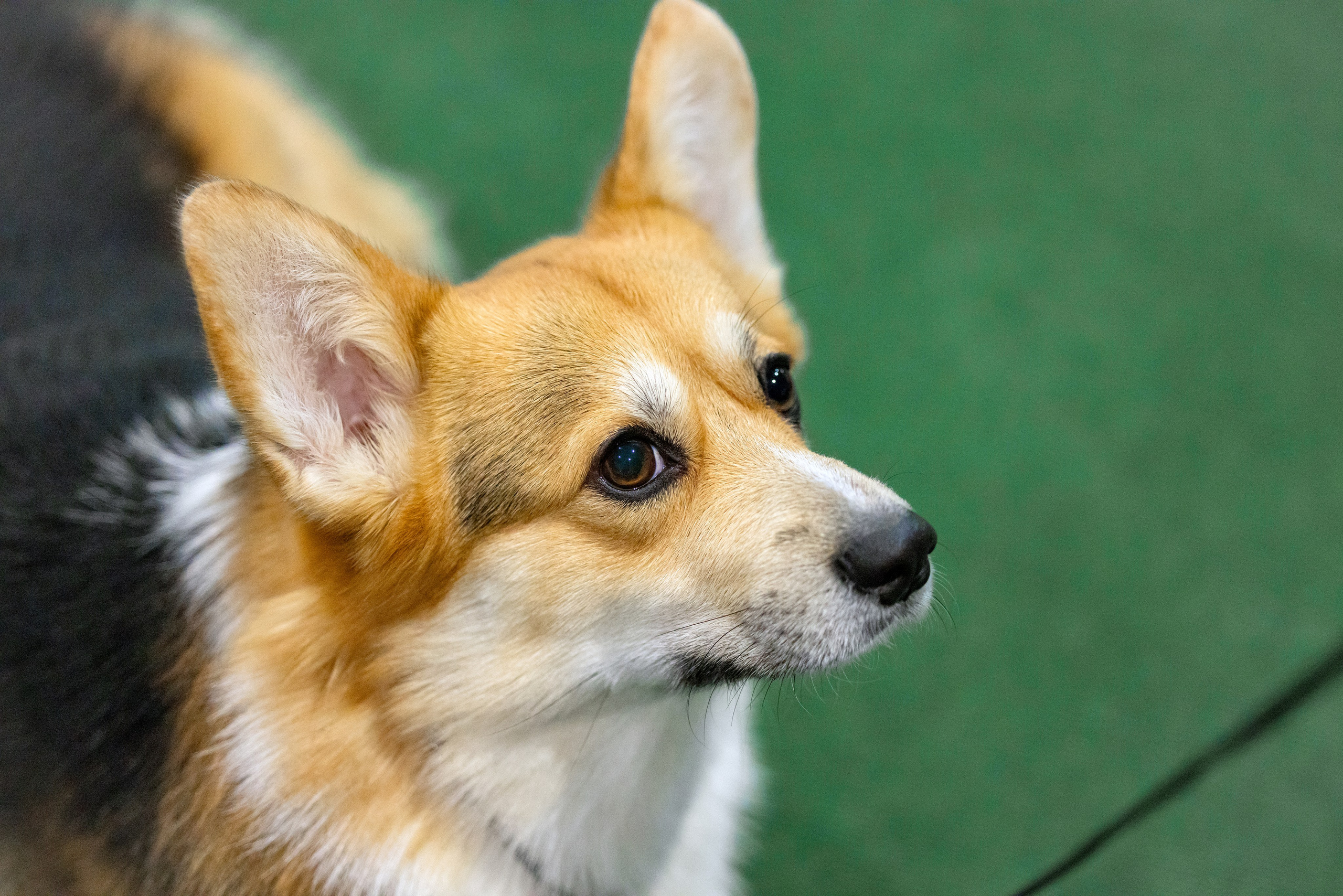 Крокус 3,9 и 10.12.2023. Фотограф-анималист Юлия Германика