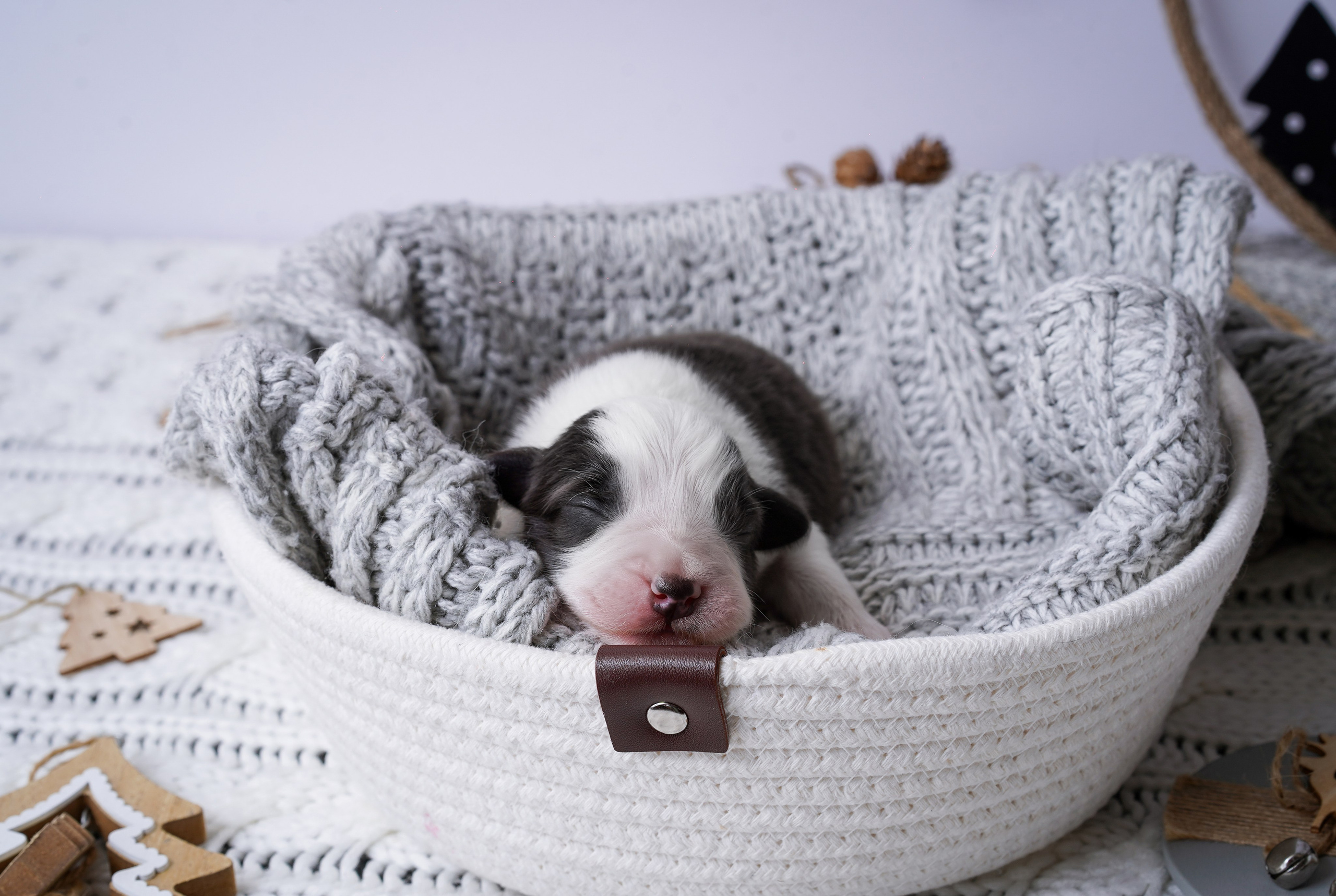 Щенки австралийской овчарки. Фотограф-анималист в Санкт-Петербурге Яна Мартынова