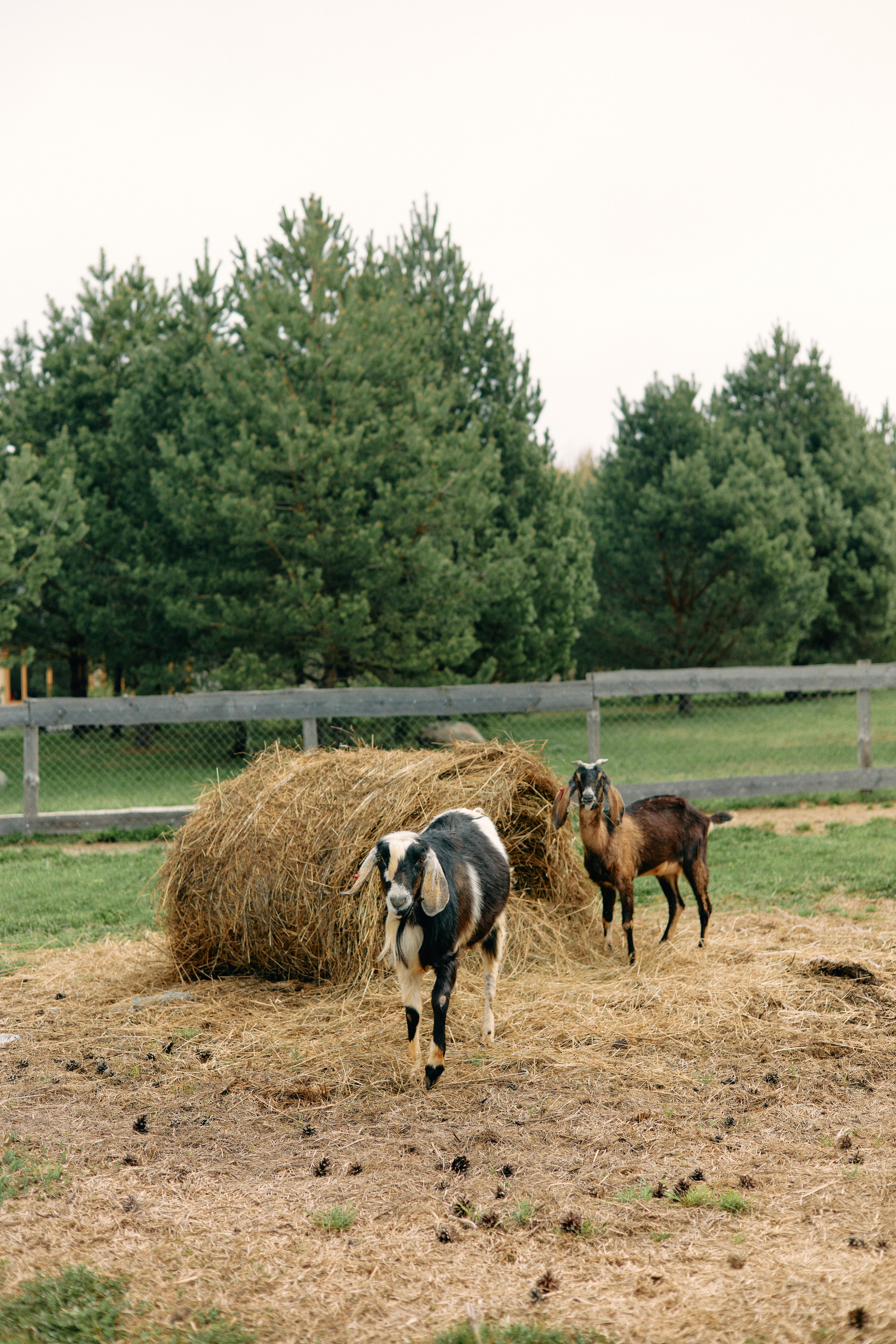 Бутик-отель Поле летом. Профессиональный Фотограф во Владимире, в Москве и в Суздале — Полина Романычева