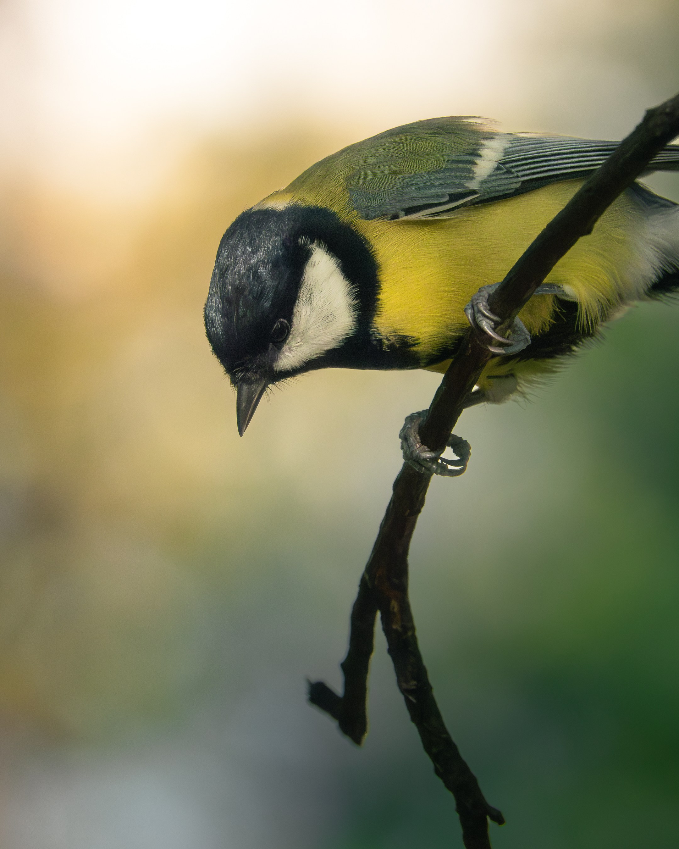 Wildlife. AndreyRKT Photo