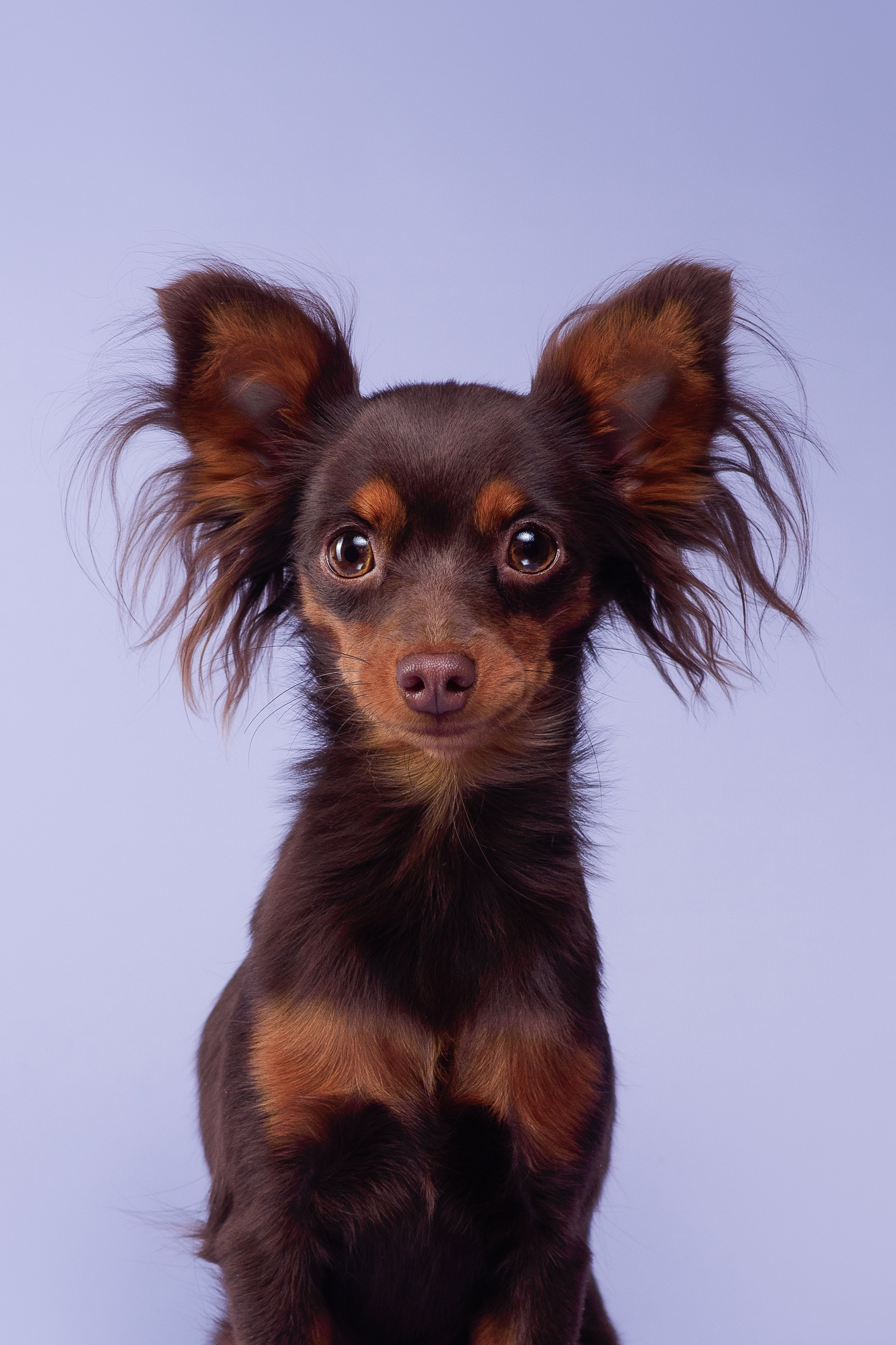 Пражские крысарики — 02.04.2025. Фотограф — Анималист | Анна Абрамова