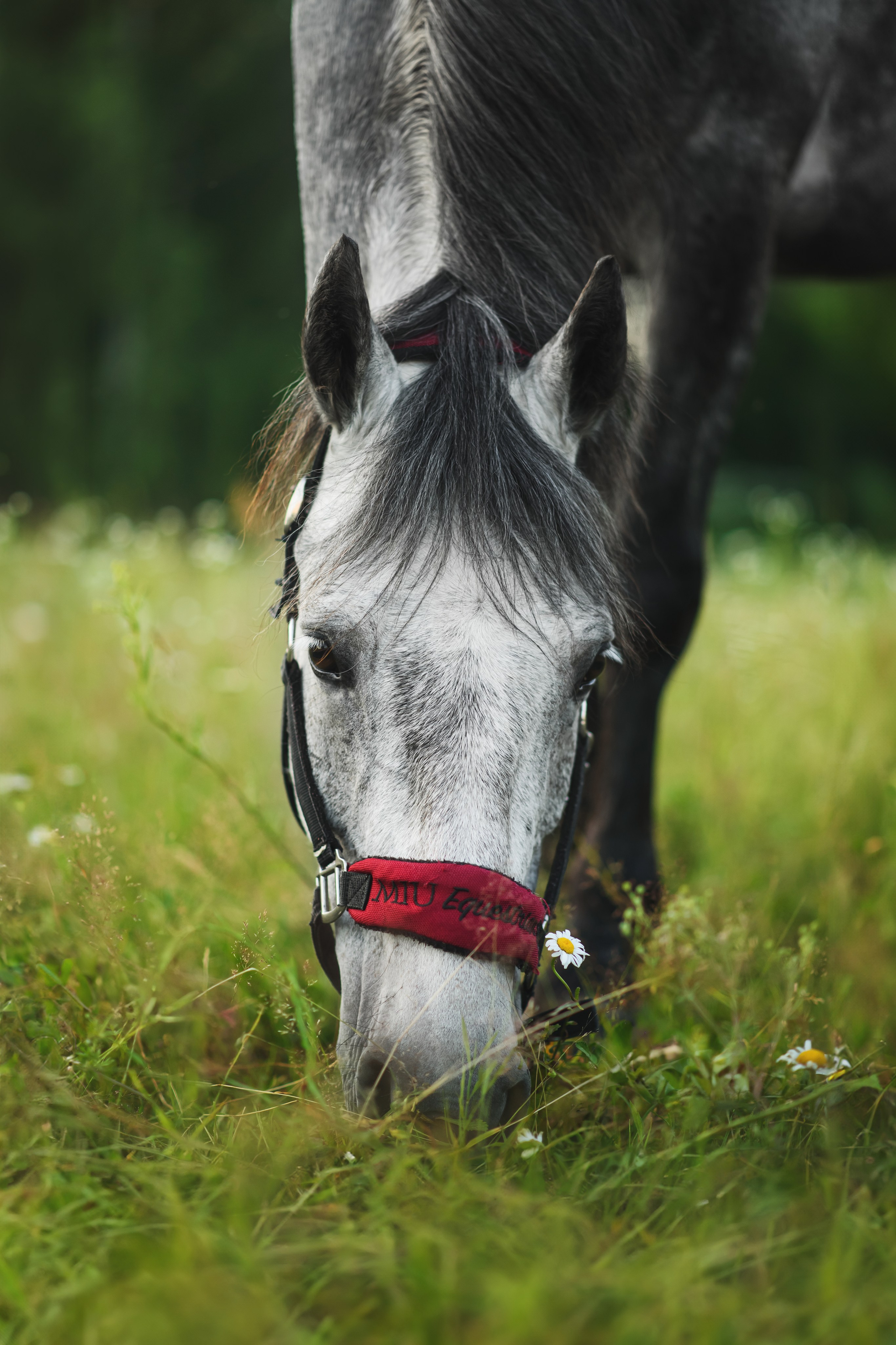 Дакар и Рамина — 29.06.2024. Фотограф — Анималист | Анна Абрамова