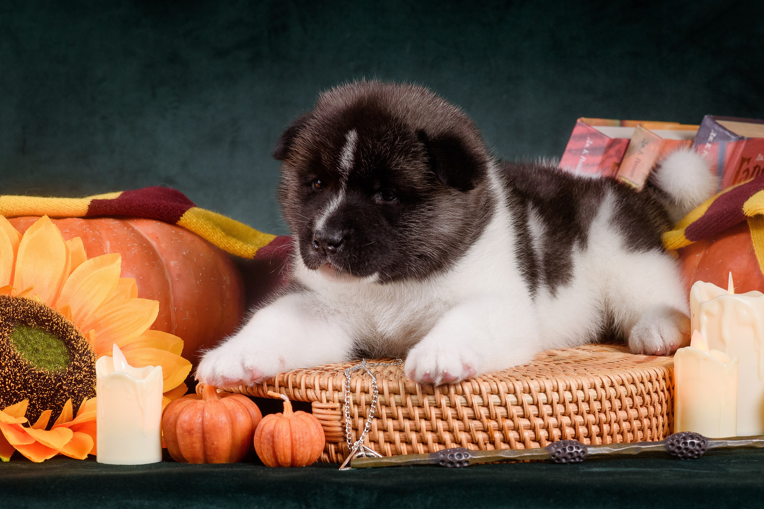 Щенки Американской Акиты — 04.11.2024. Фотограф — Анималист | Анна Абрамова