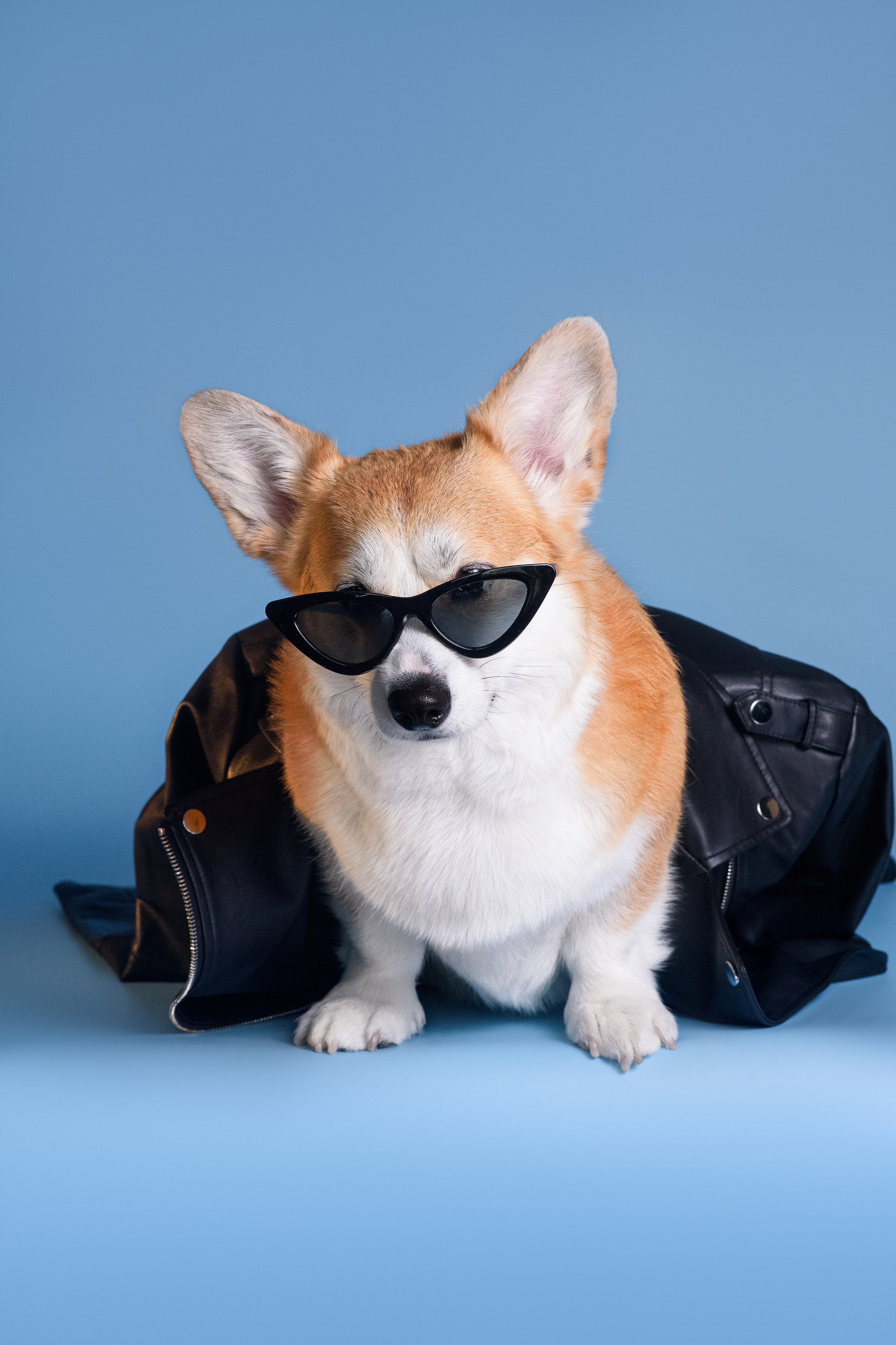 Лея съемка на однотонном фоне — 2024. Фотограф — Анималист | Анна Абрамова