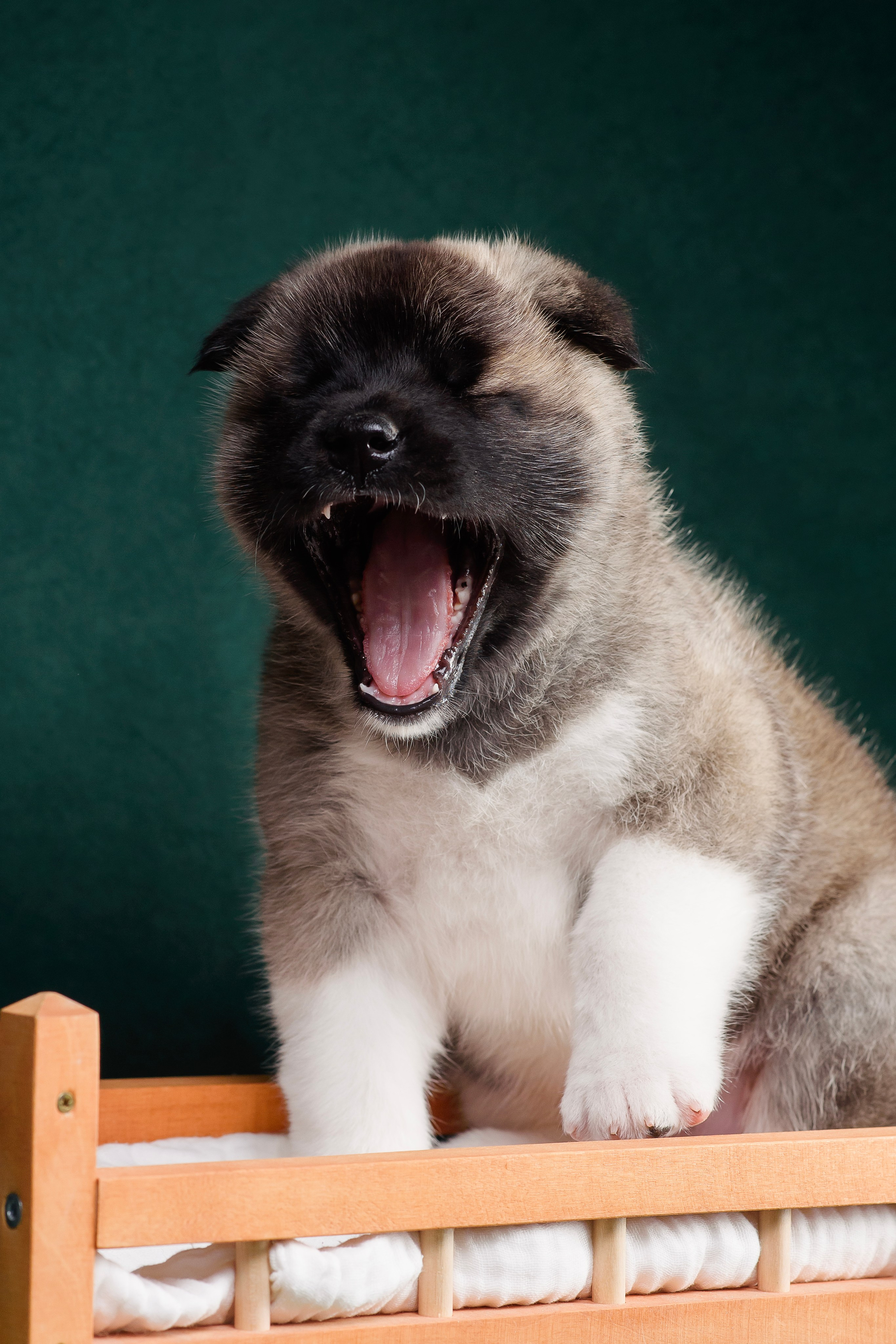 Щенки Американской Акиты. Фотограф — Анималист | Анна Абрамова