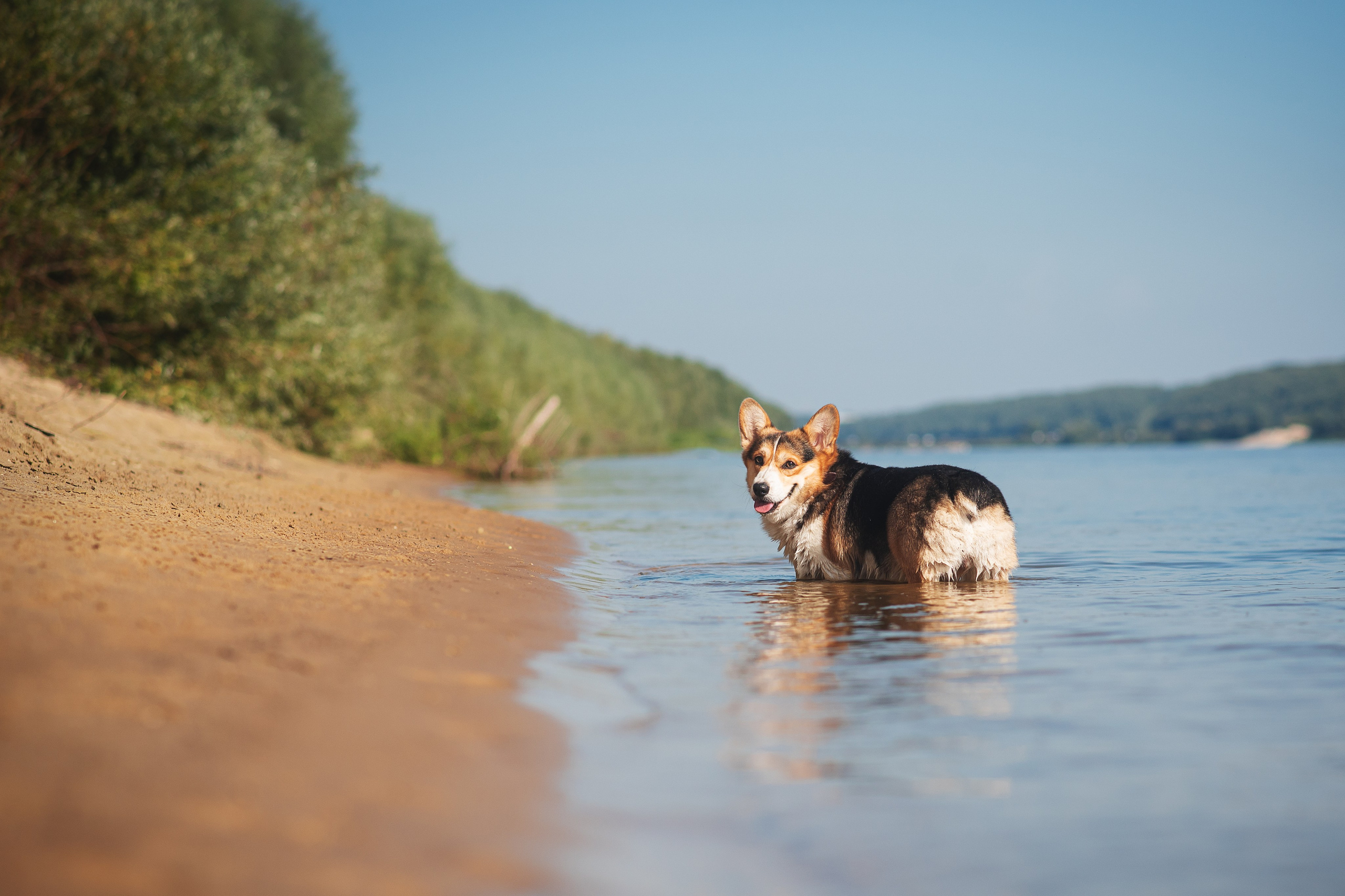 Майк и Лея — 29.08.2024. Фотограф — Анималист | Анна Абрамова