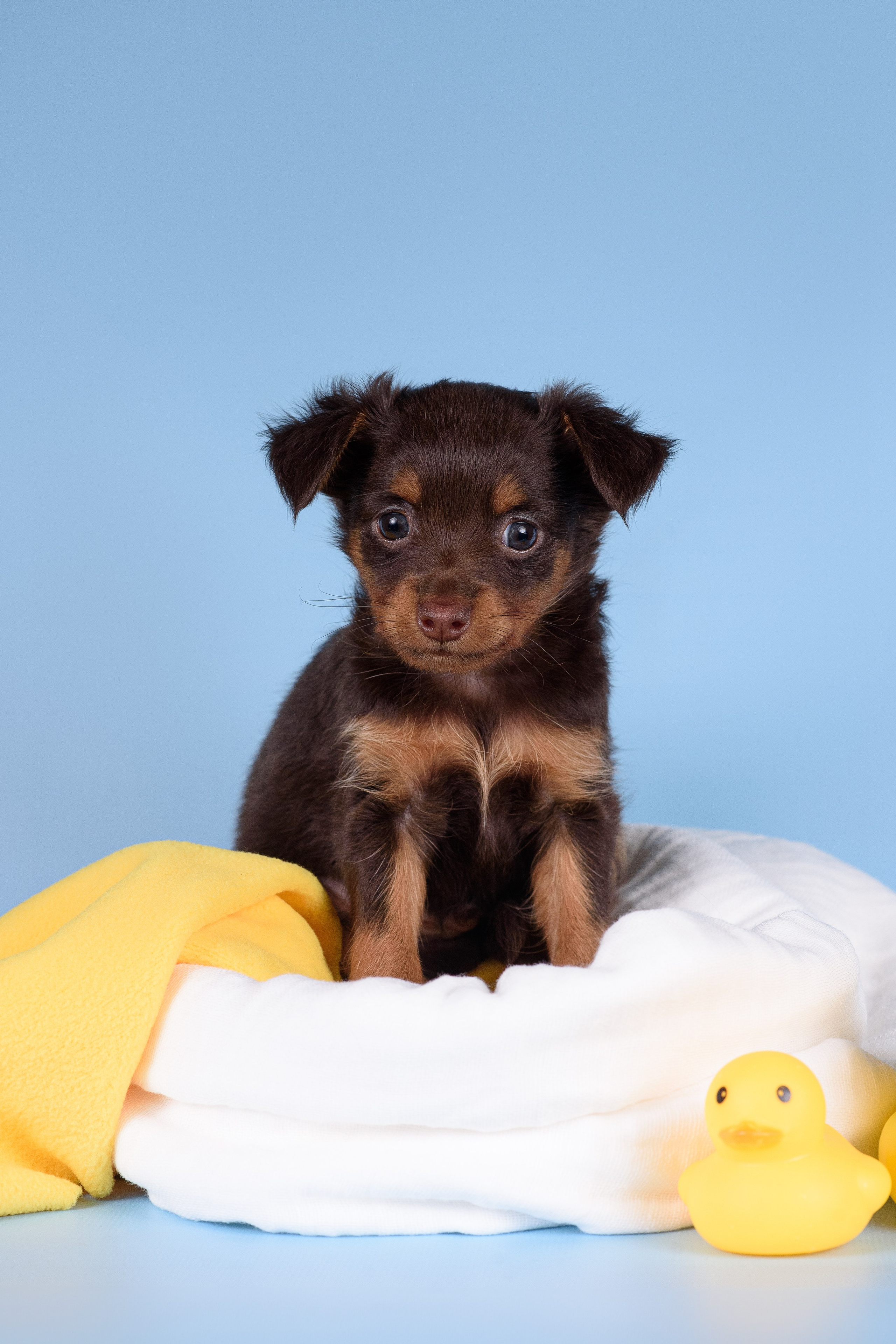 Щенки Пражских крысариков -13.04.2024. Фотограф — Анималист | Анна Абрамова