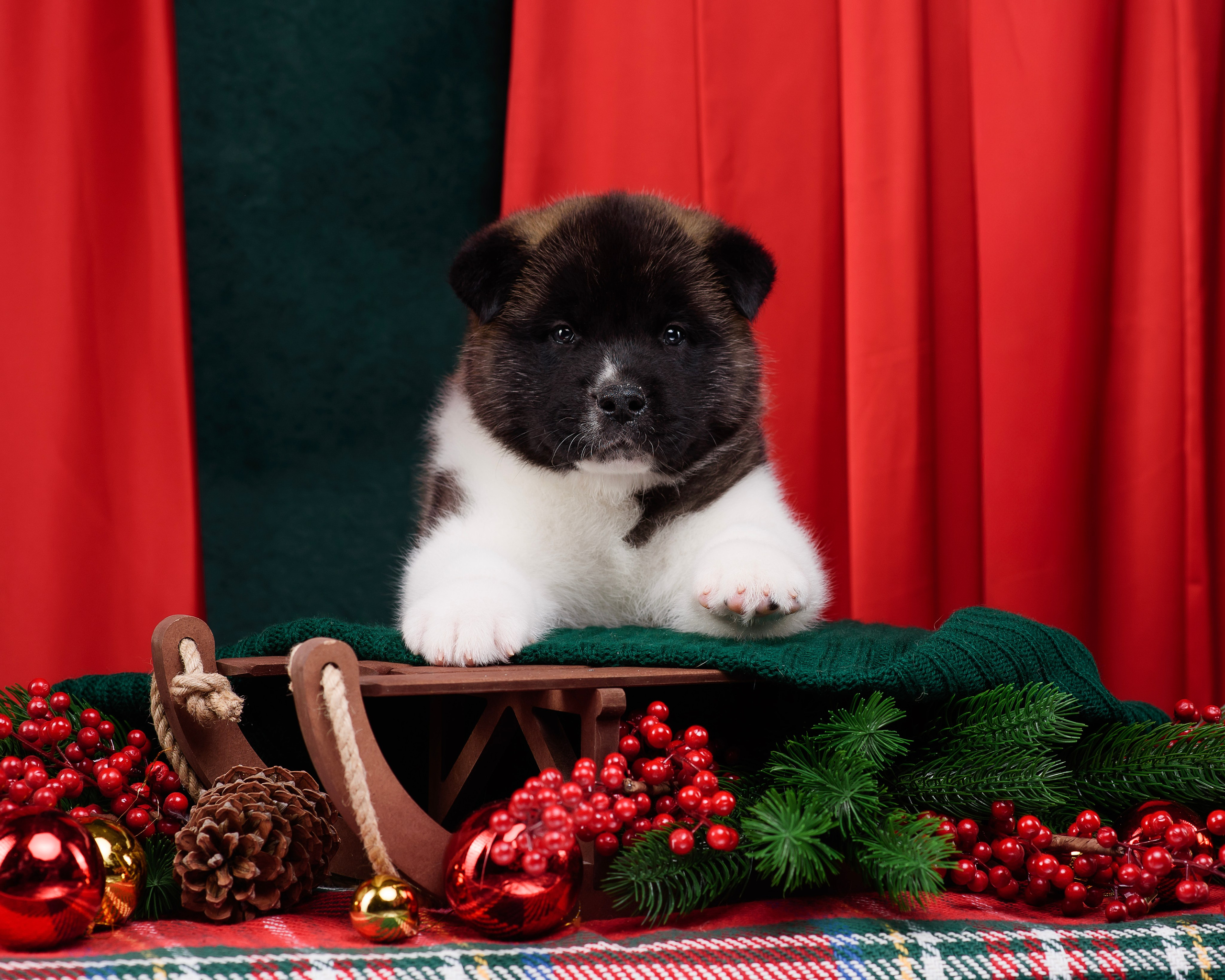 Щенки Американской Акиты. Фотограф — Анималист | Анна Абрамова