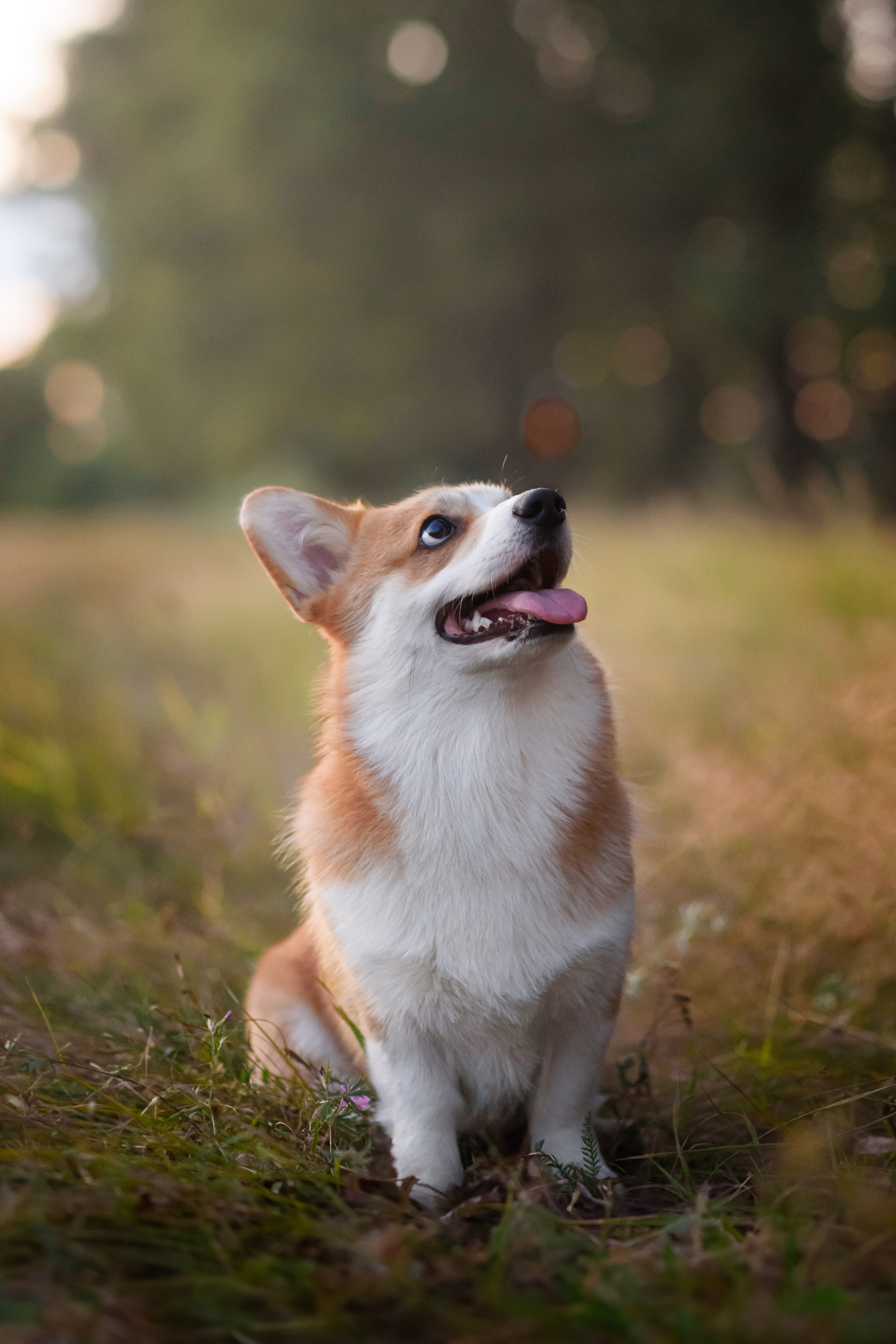 Сережа, Вика и Феня — 25.07.2024. Фотограф — Анималист | Анна Абрамова