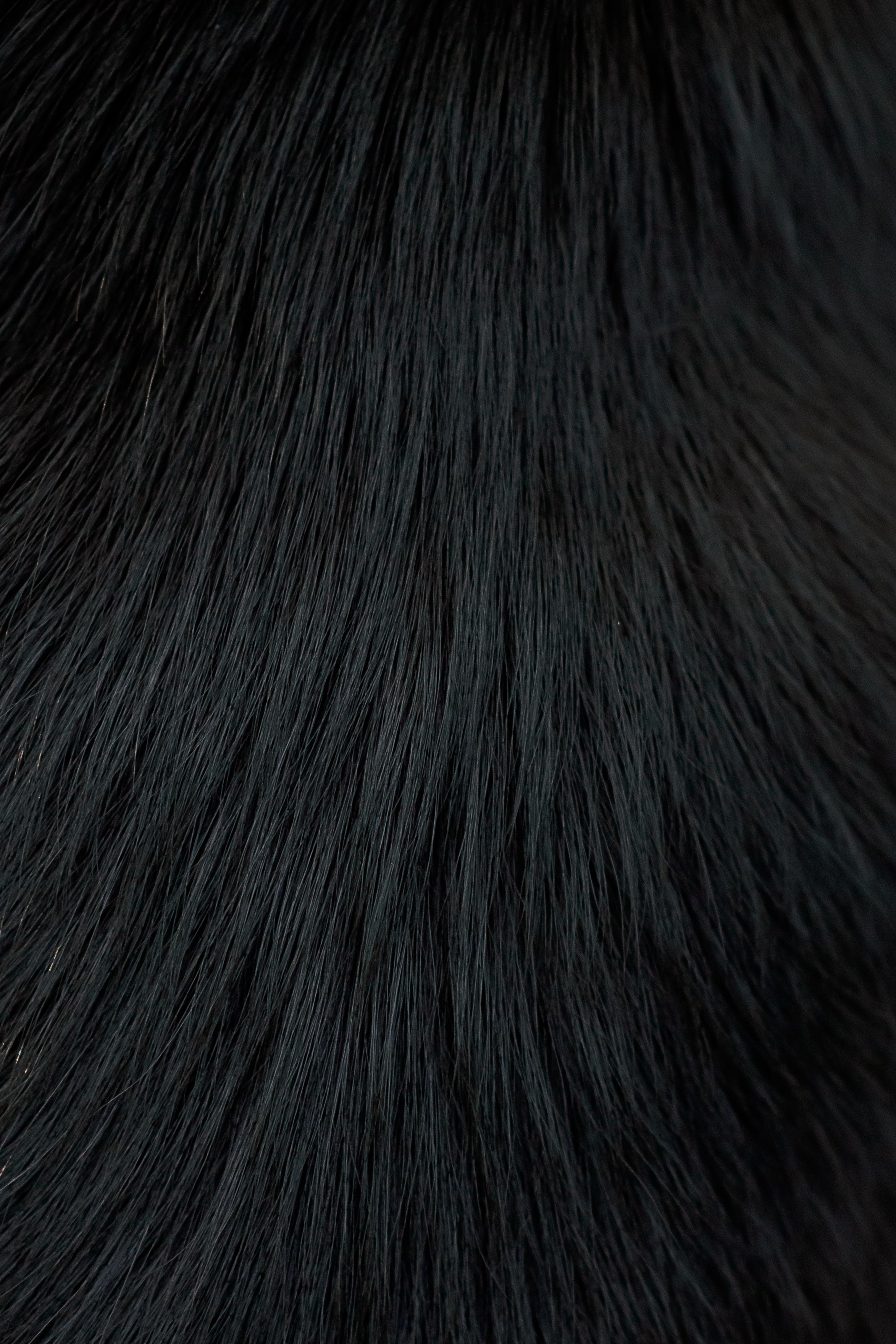 Максим, Надя, Рой и Шелби — 13.10.2024. Фотограф — Анималист | Анна Абрамова