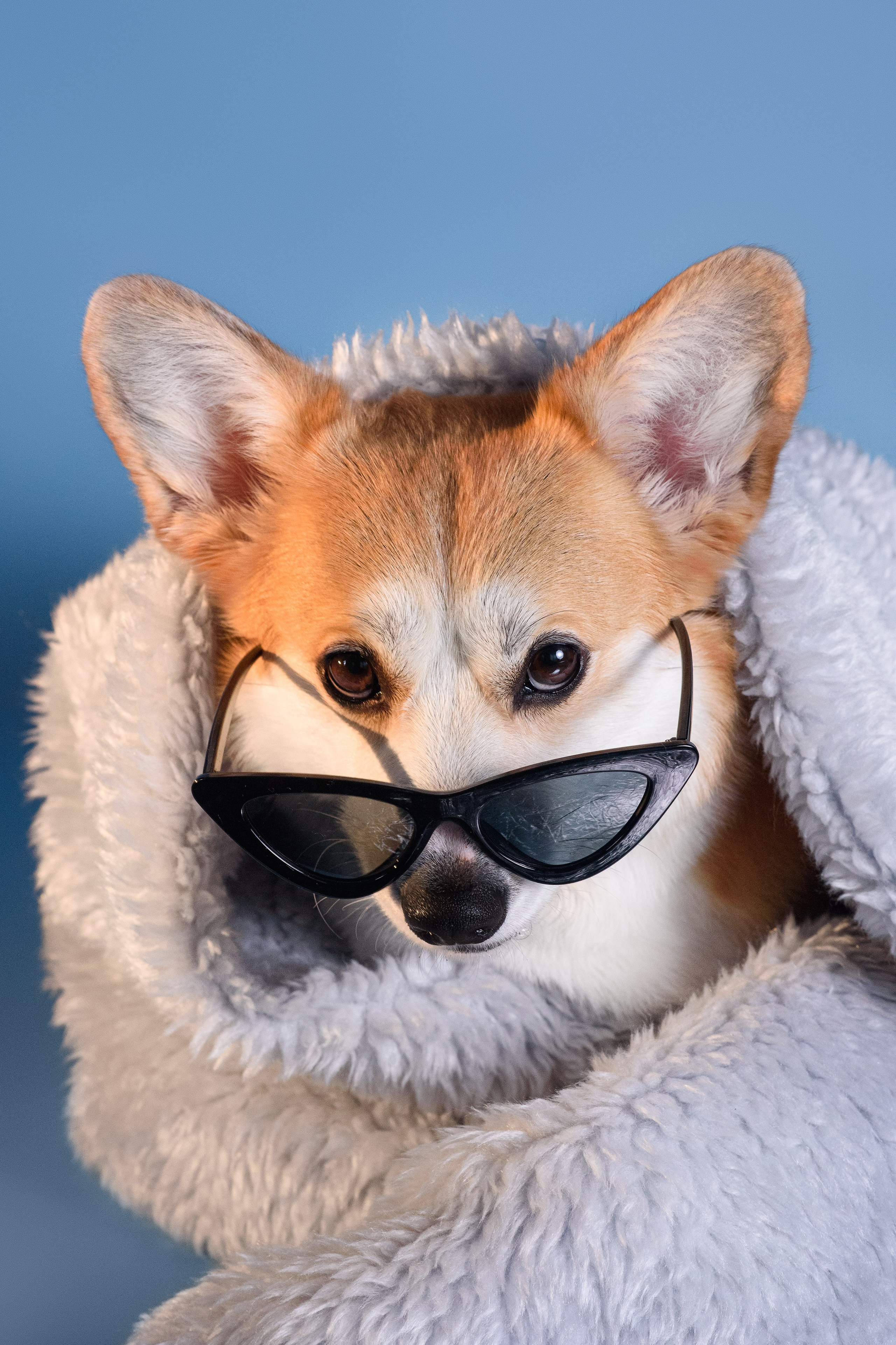 Лея съемка на однотонном фоне — 2024. Фотограф — Анималист | Анна Абрамова