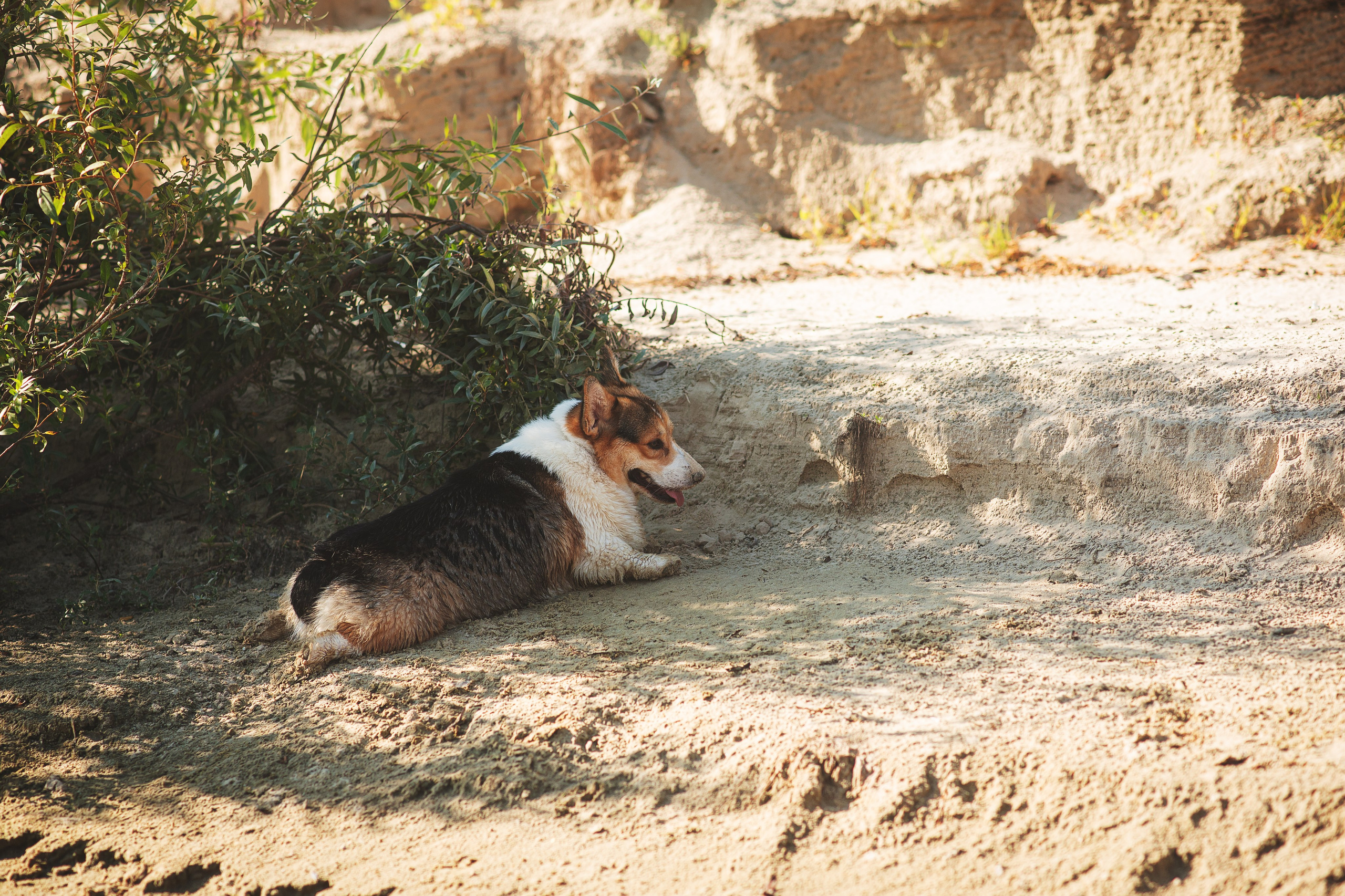 Майк и Лея — 29.08.2024. Фотограф — Анималист | Анна Абрамова