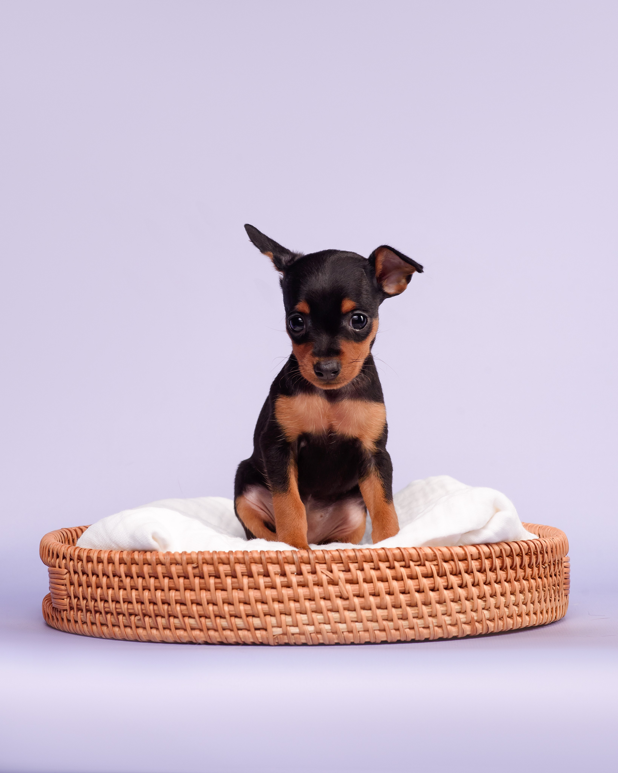 Малыши пражских крысариков — 30.07.2025. Фотограф — Анималист | Анна Абрамова