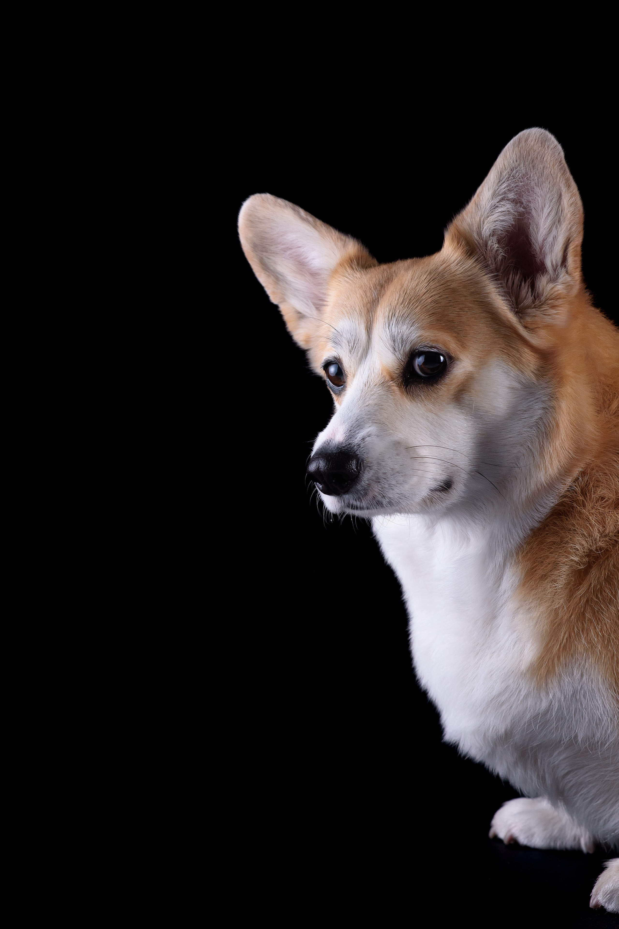 Лея съемка на однотонном фоне — 2024. Фотограф — Анималист | Анна Абрамова