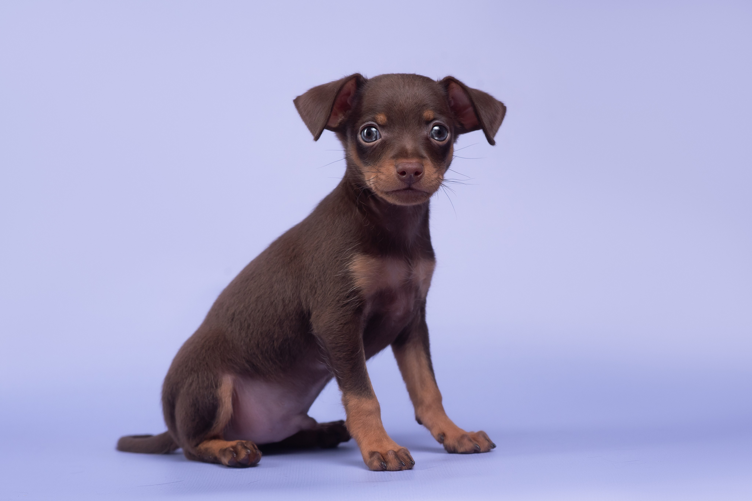 Пражские крысарики — 02.04.2025. Фотограф — Анималист | Анна Абрамова