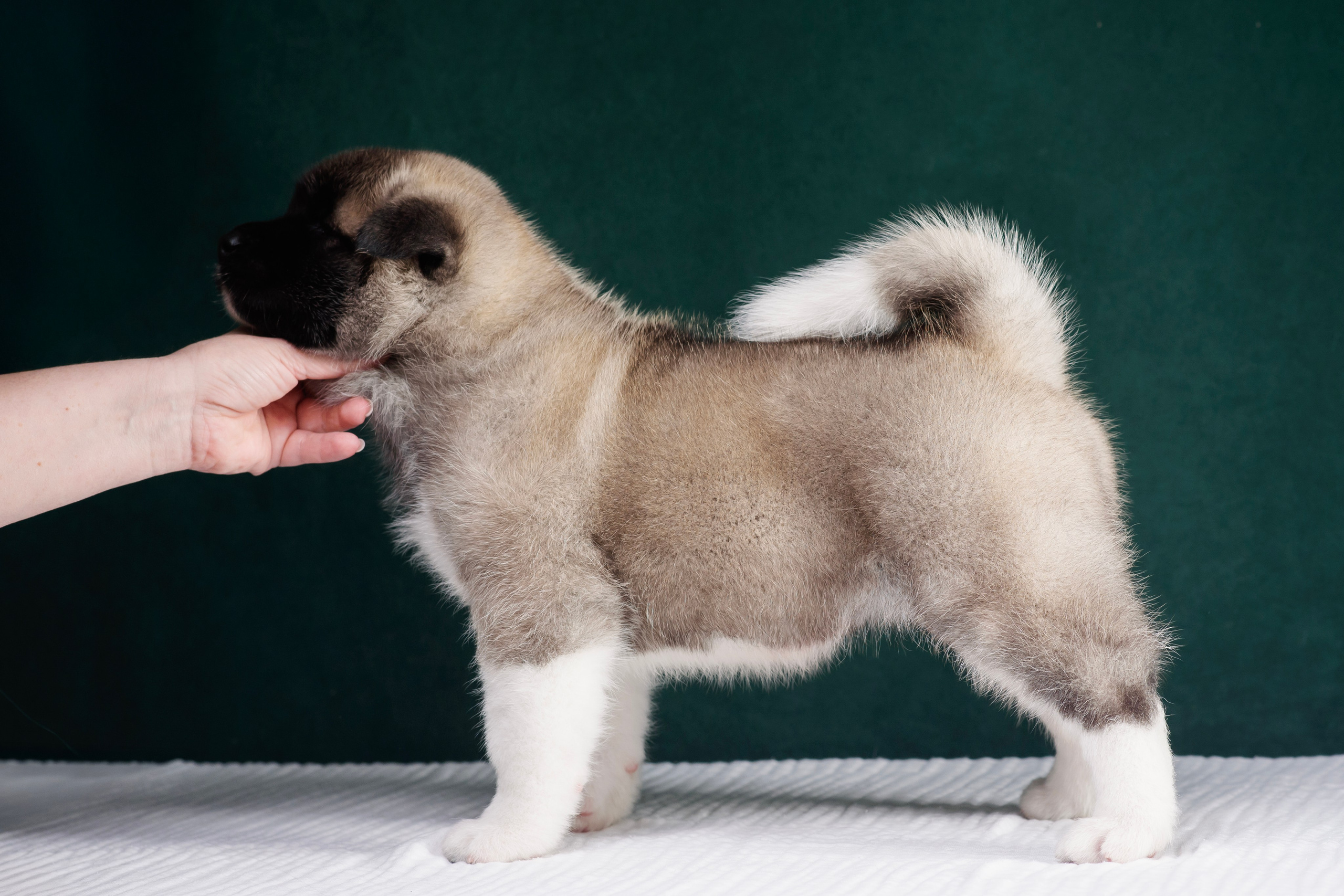 Щенки Американской Акиты. Фотограф — Анималист | Анна Абрамова