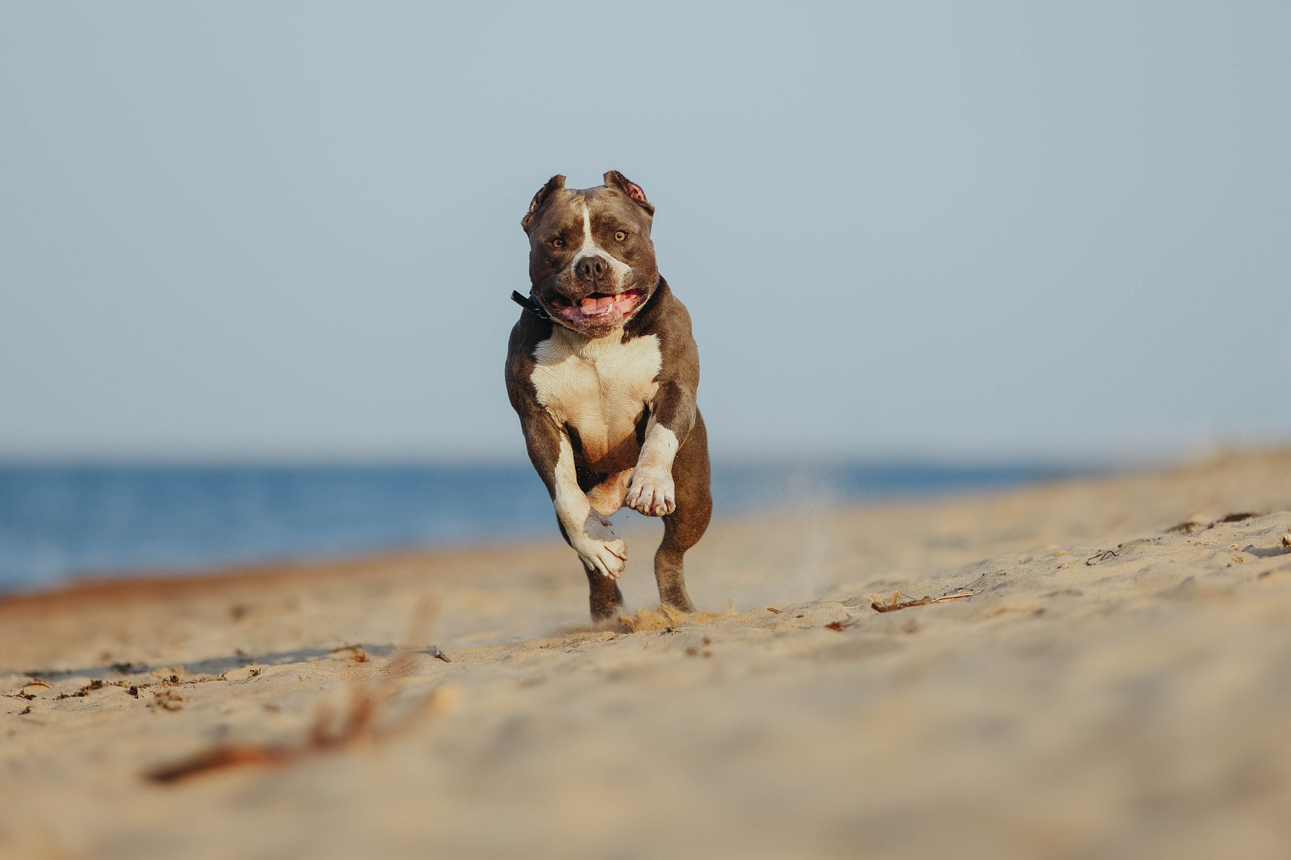 На природе. Фотограф- анималист Санкт-Петербург