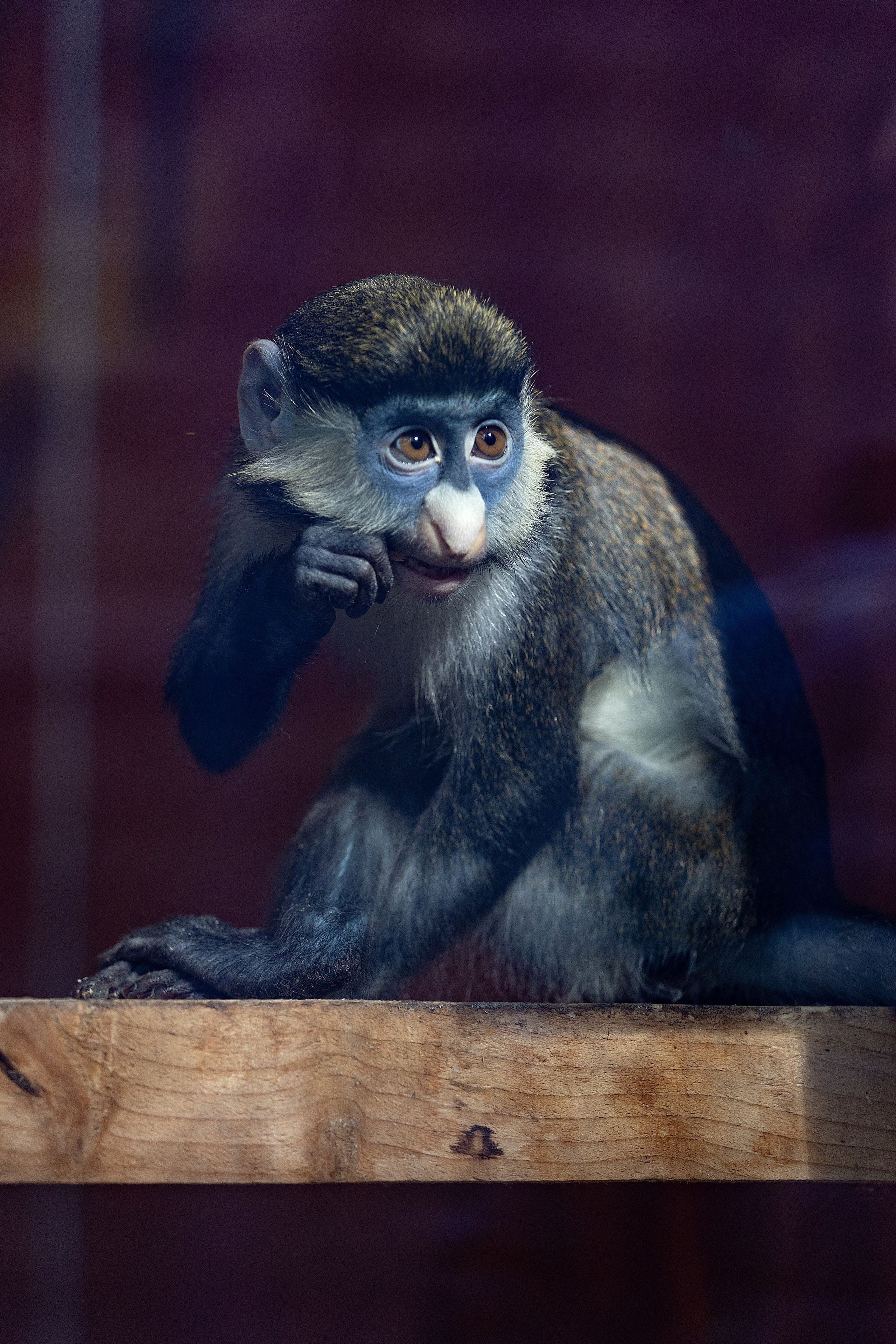 Анималистика