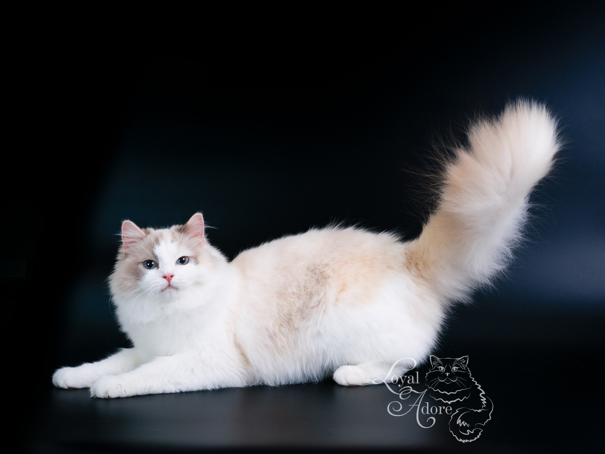 Кошки производители Loyal Adore. Питомник рэгдолл Loyal Adore