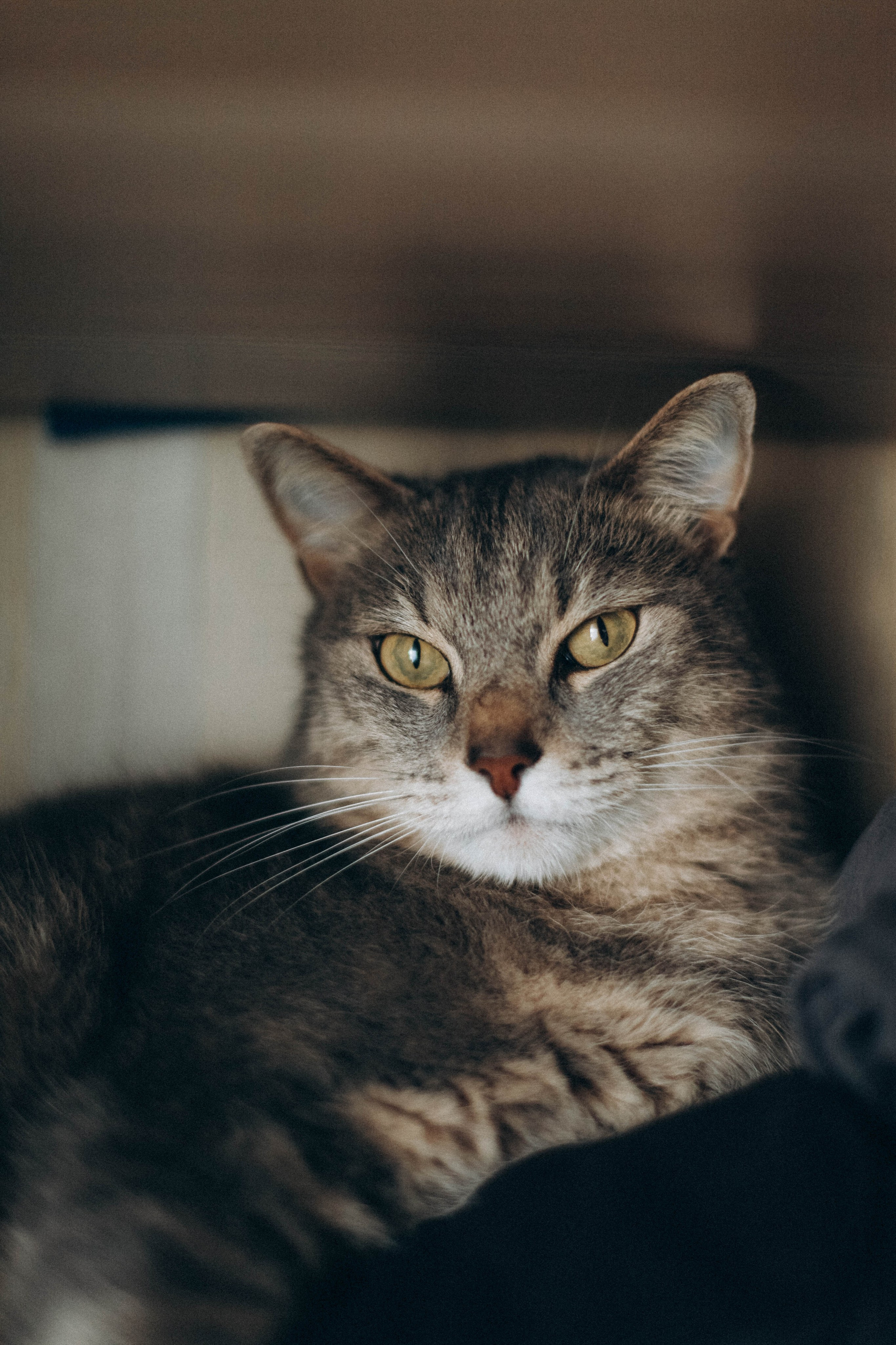 Александра. Семейная фотография в Санкт-Петербурге Елизавета Шепель