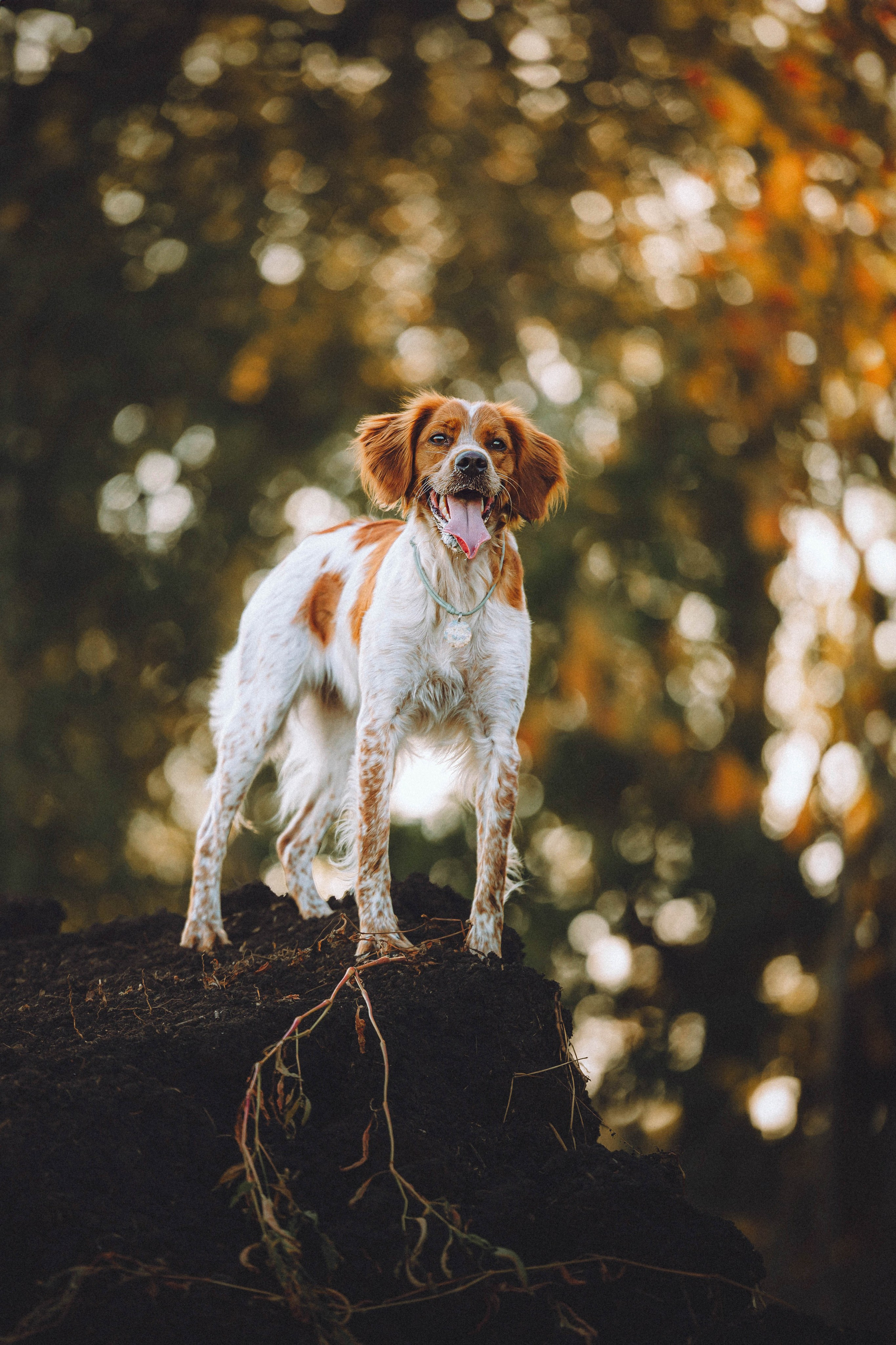Камри и Пафи