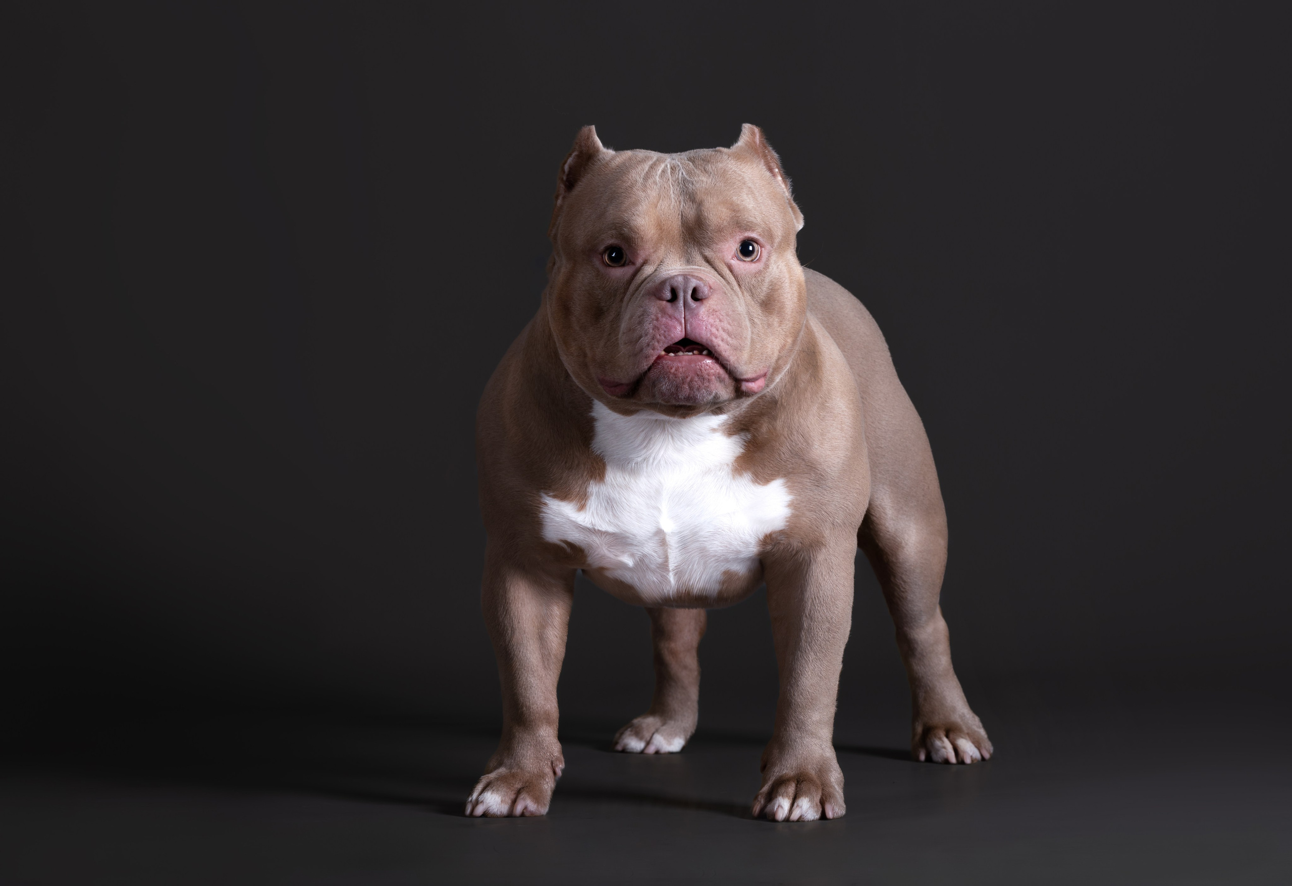 Студия. Главная