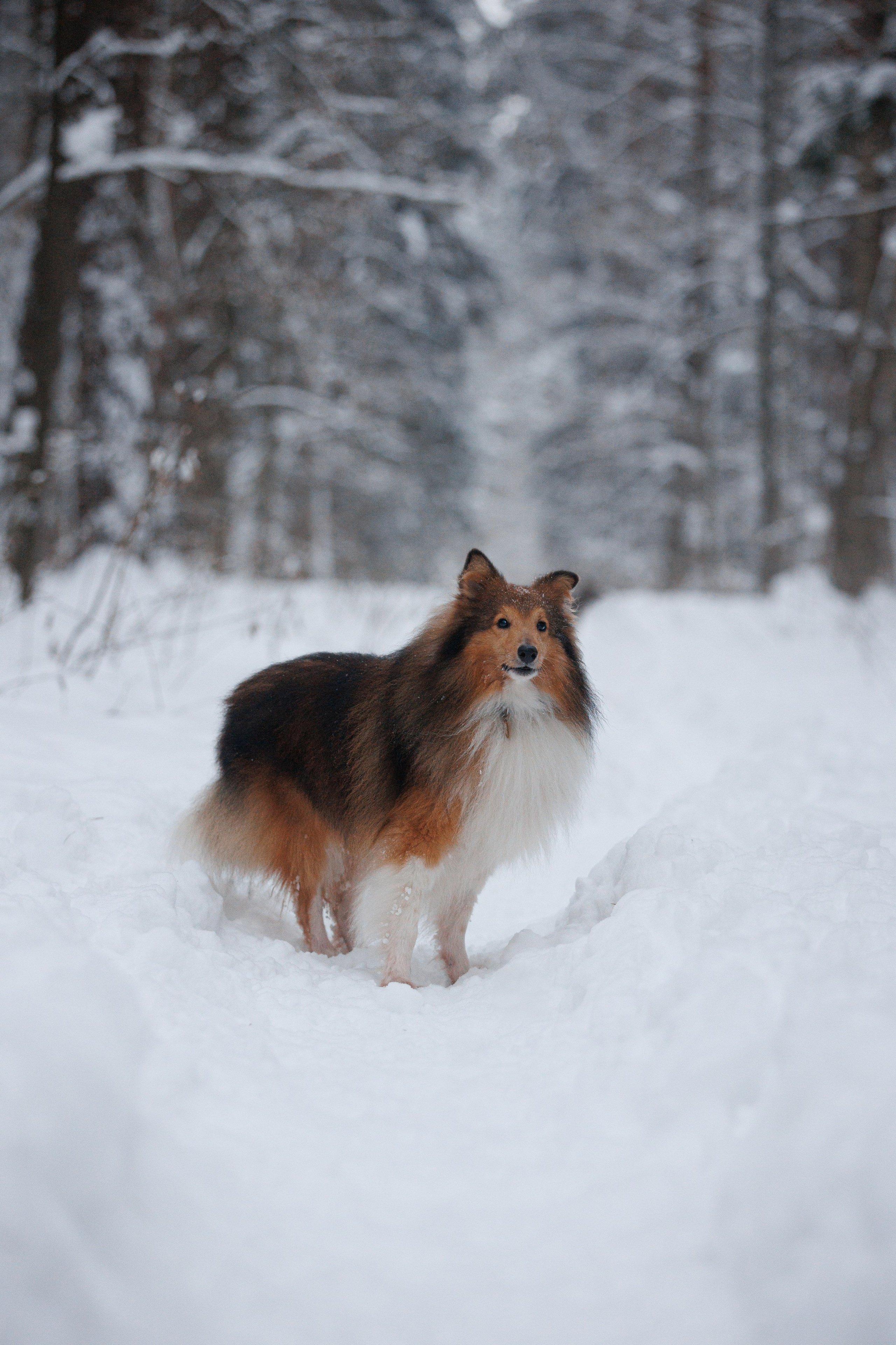 Даша и компания. Фотограф анималист Кристина Карпова, Москва