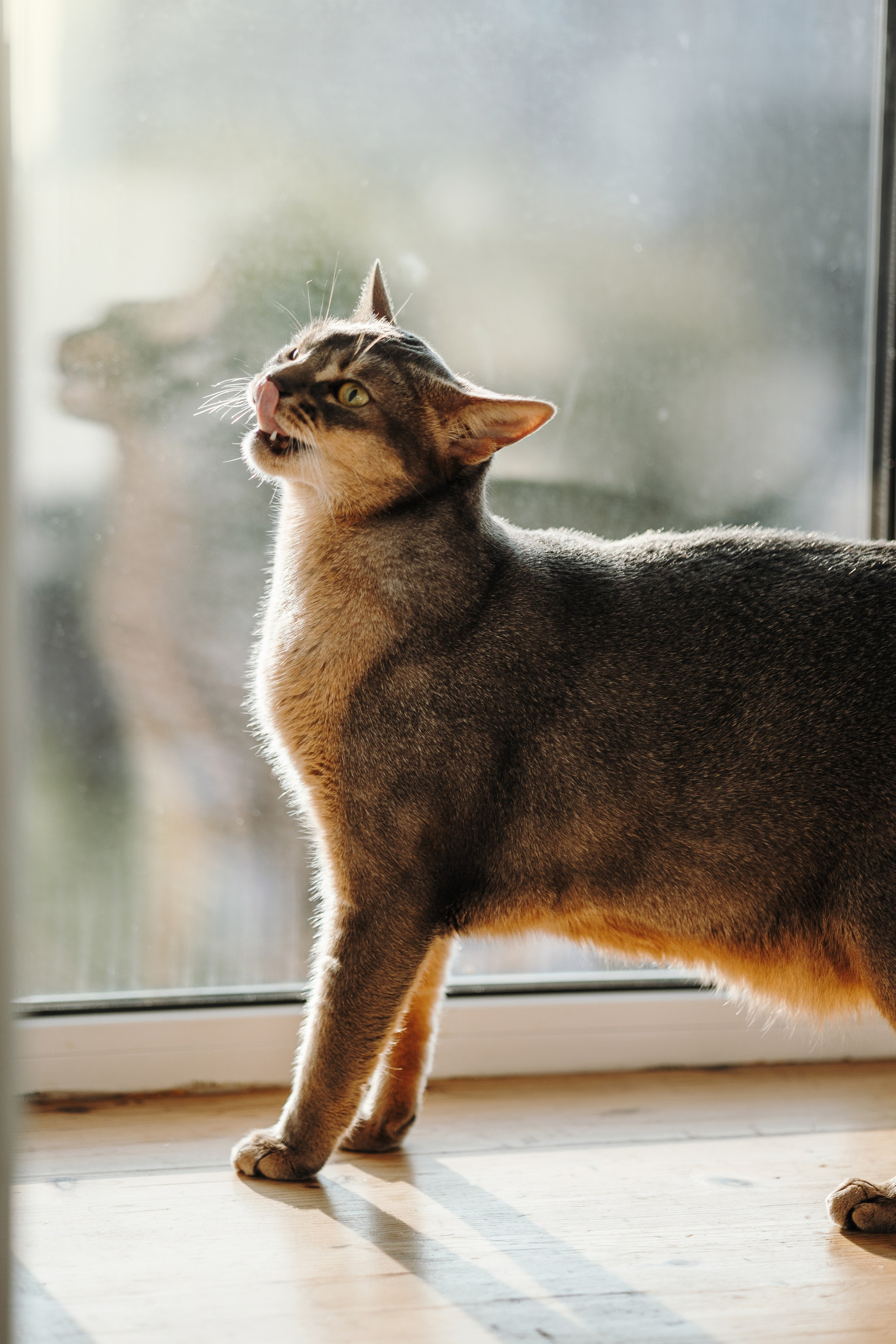 Циско и его семья. Фотограф — Анималист | Санкт-Петербург