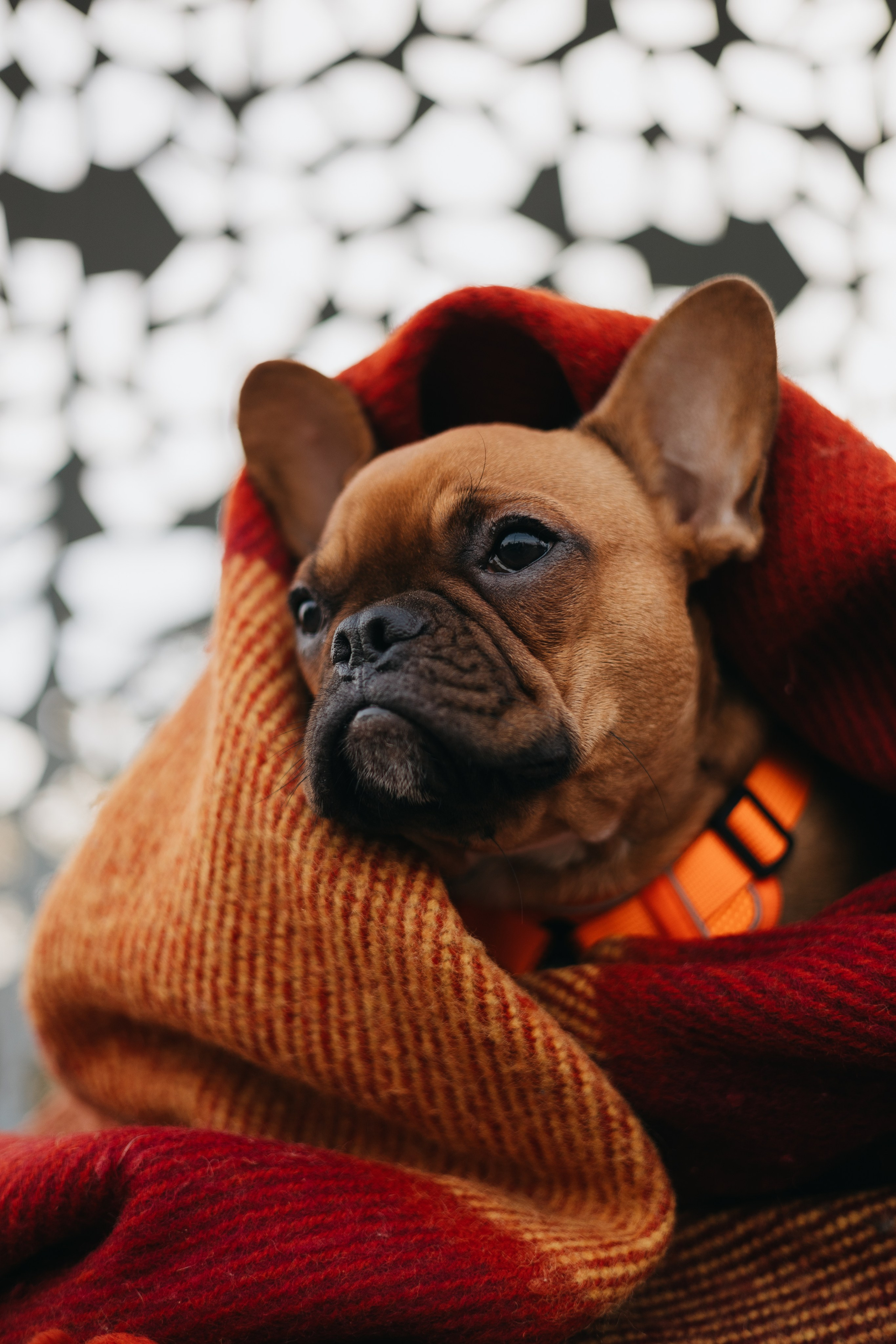Дарья и Бонита. Фотограф животных Евгения Верцинская
