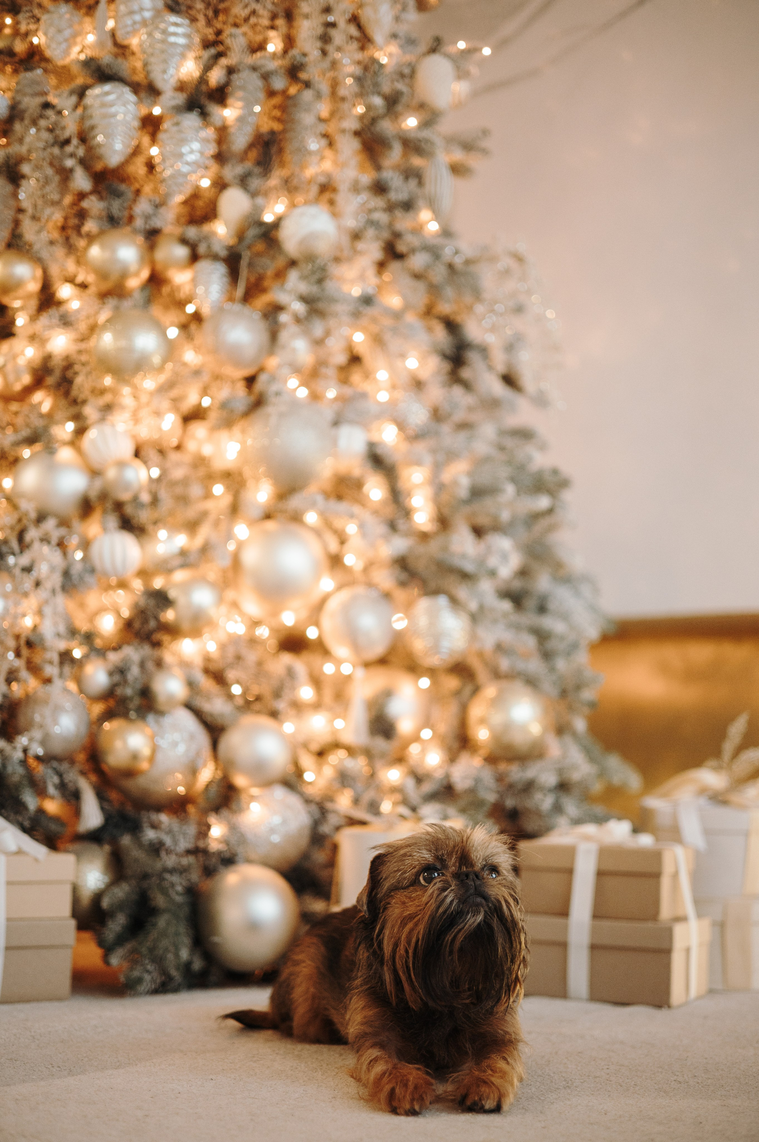 Эля, Рома, Жожо и Майкл. Фотограф животных Евгения Верцинская